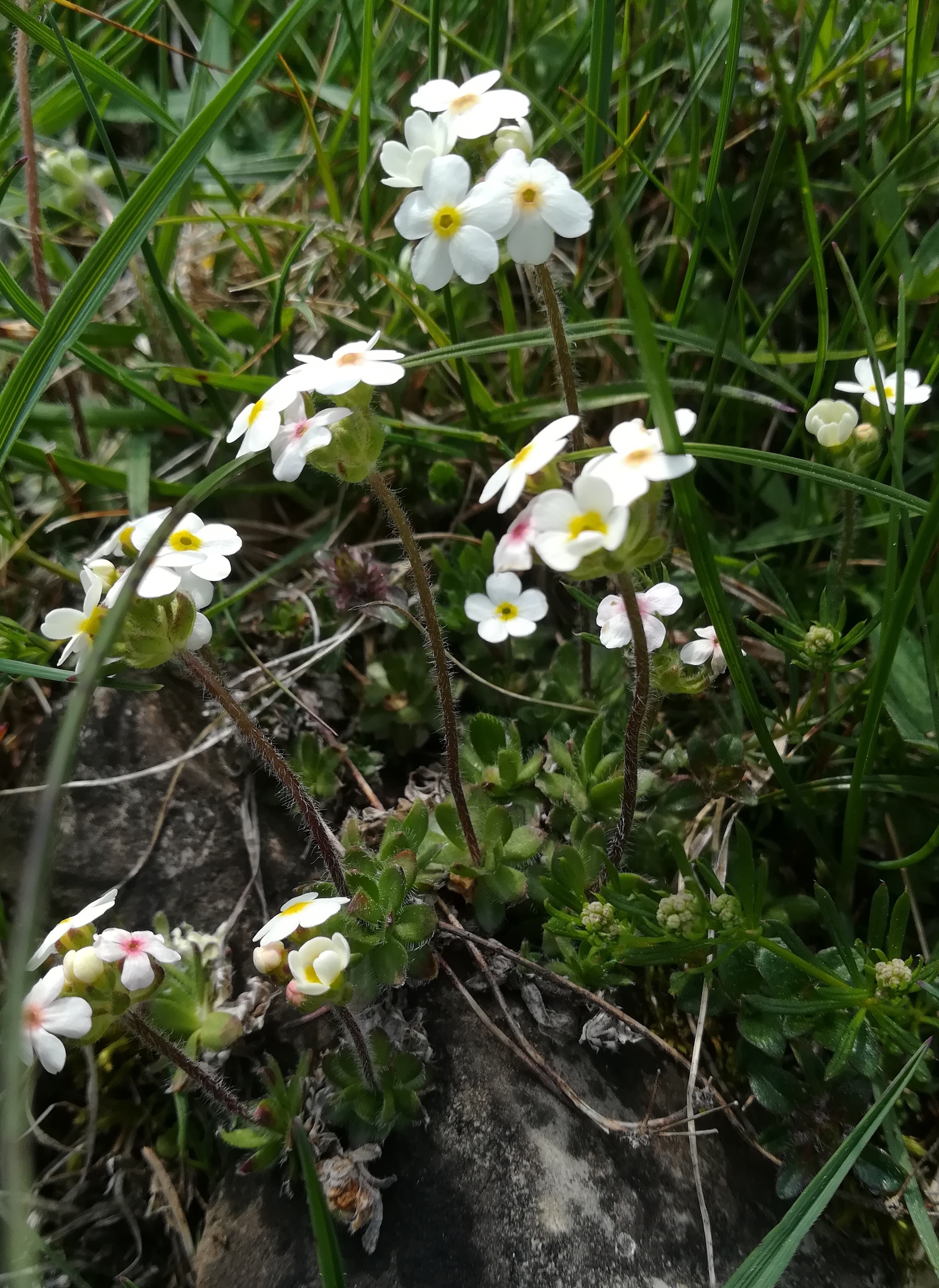 androsace chamaejasme bergstation losenheim schneeberg_20230529_120238.jpg