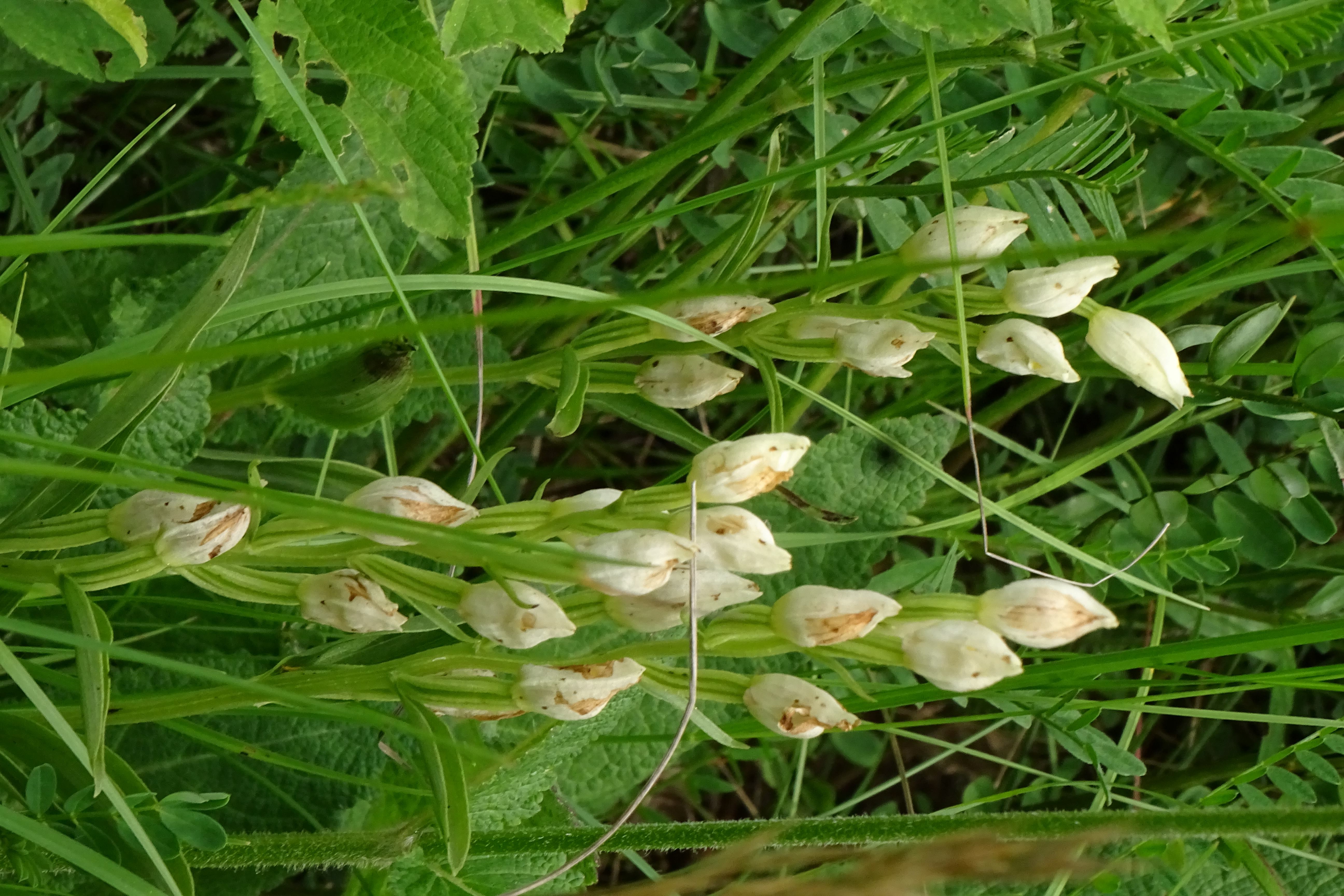 DSC06430 cephalanthera damasonium, jois, 2023-05-30.jpg