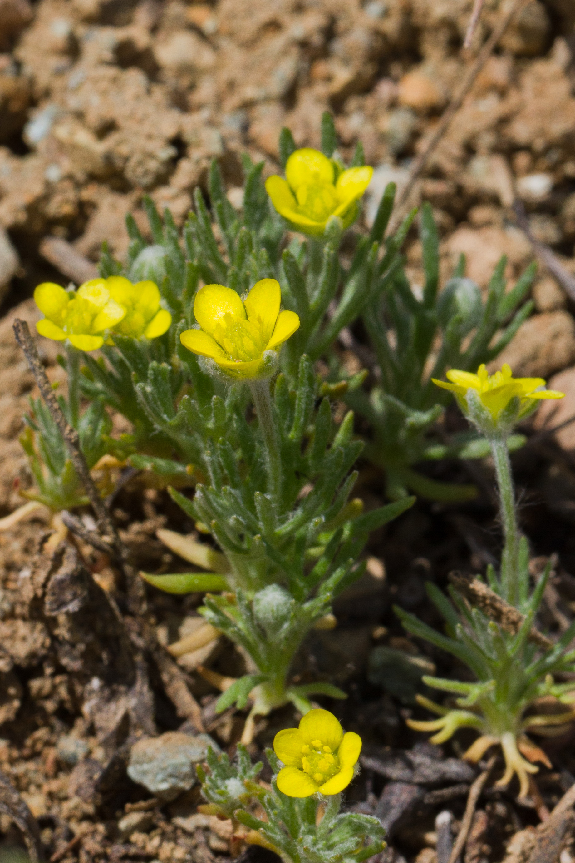 Ranunculaceae_Ceratocephala orthoceras 1-2.jpg