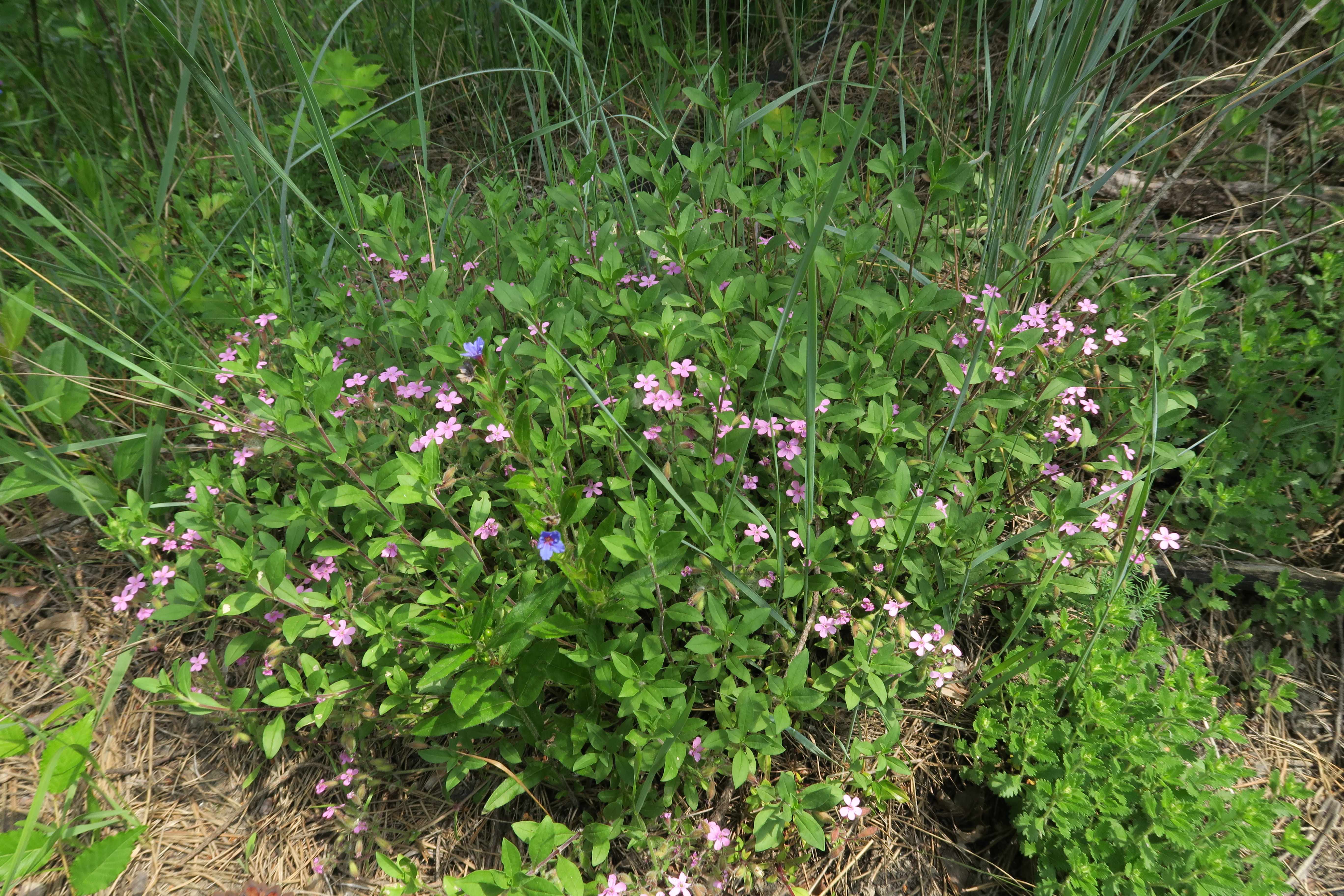 Saponaria ocymoides Kleinblütiges Seifenkraut, Lobau via Naufahrt WaldRd Trockenrasen mit Lagerpltz 26,05,2023 C5X2 (4).jpg