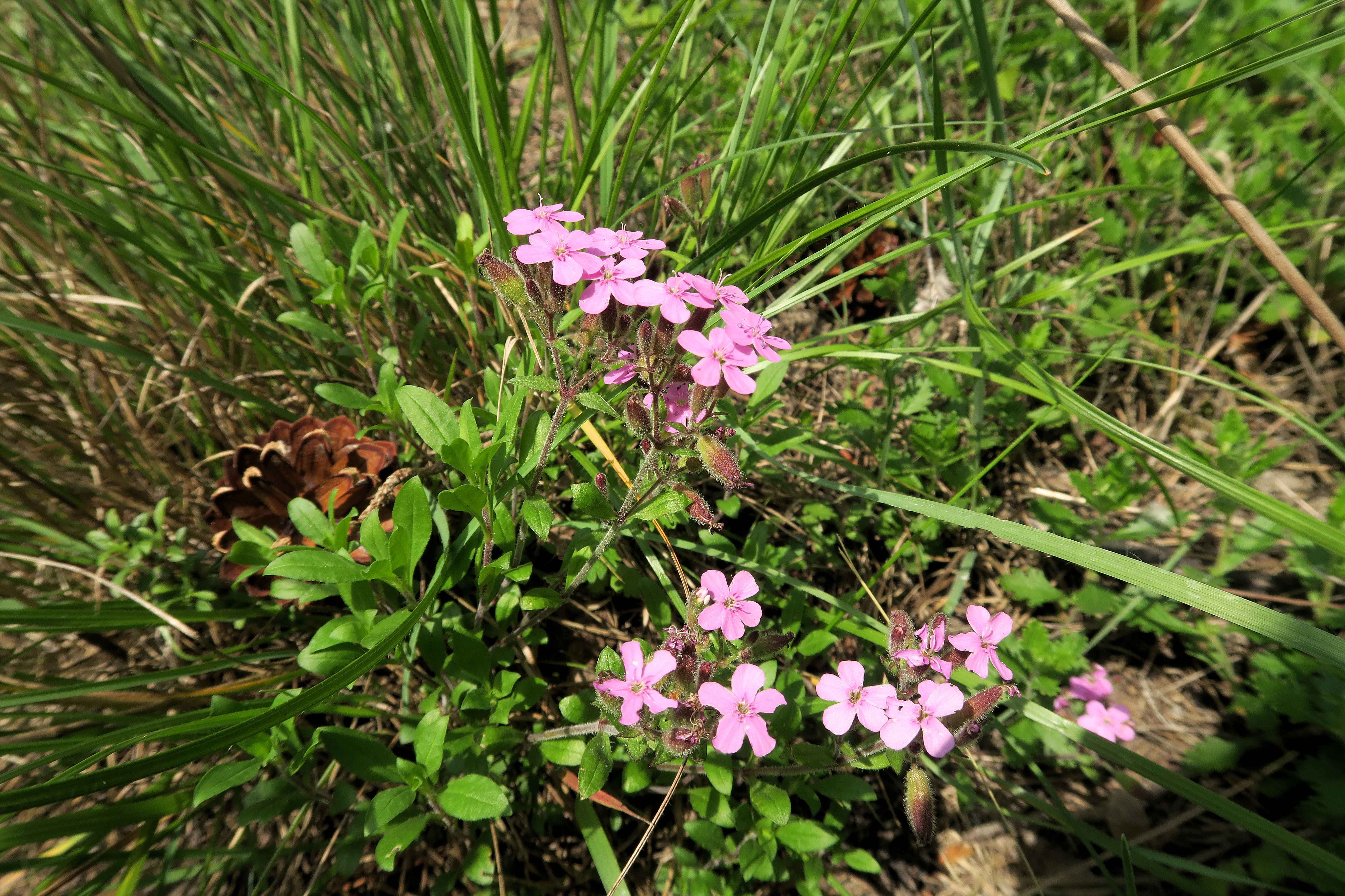 Saponaria ocymoides Kleinblütiges Seifenkraut, Lobau via Naufahrt WaldRd Trockenrasen mit Lagerpltz 26,05,2023 C5X2 (2).jpg