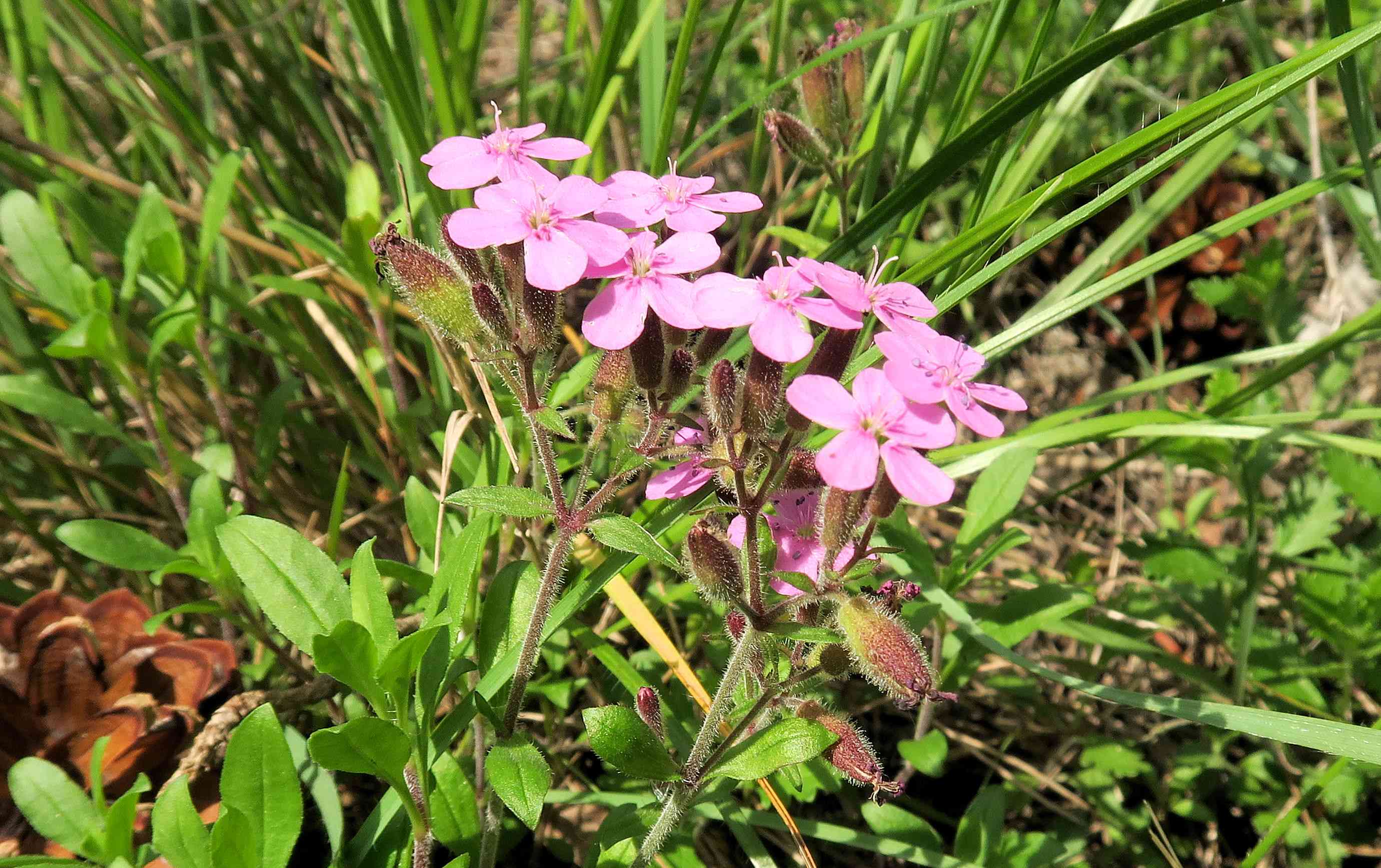 Saponaria ocymoides Kleinblütiges Seifenkraut, Lobau via Naufahrt WaldRd Trockenrasen mit Lagerpltz 26,05,2023 C5X2 (3).jpg