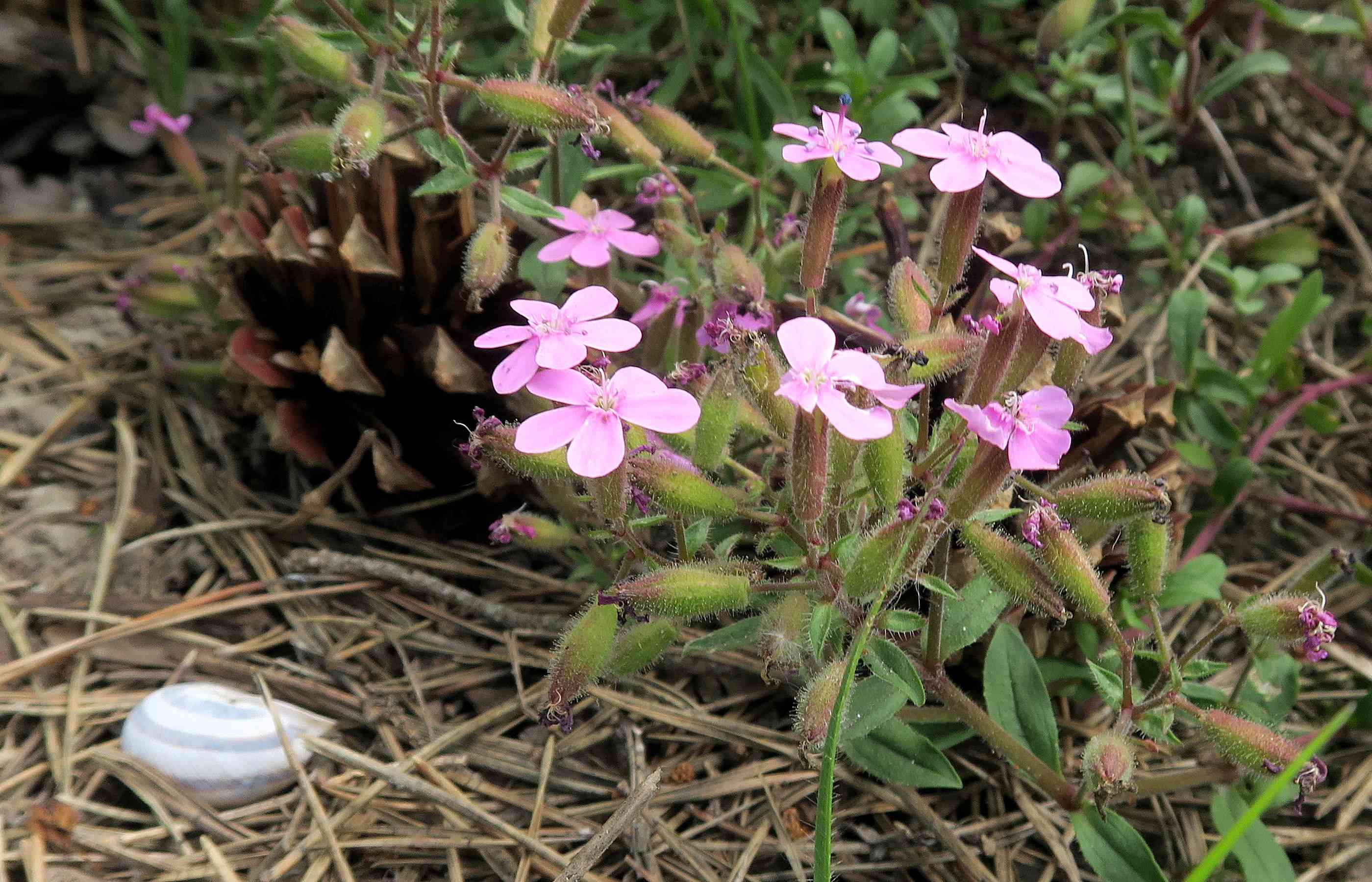 Saponaria ocymoides Kleinblütiges Seifenkraut, Lobau via Naufahrt WaldRd Trockenrasen mit Lagerpltz 26,05,2023 C5X2 (6).jpg