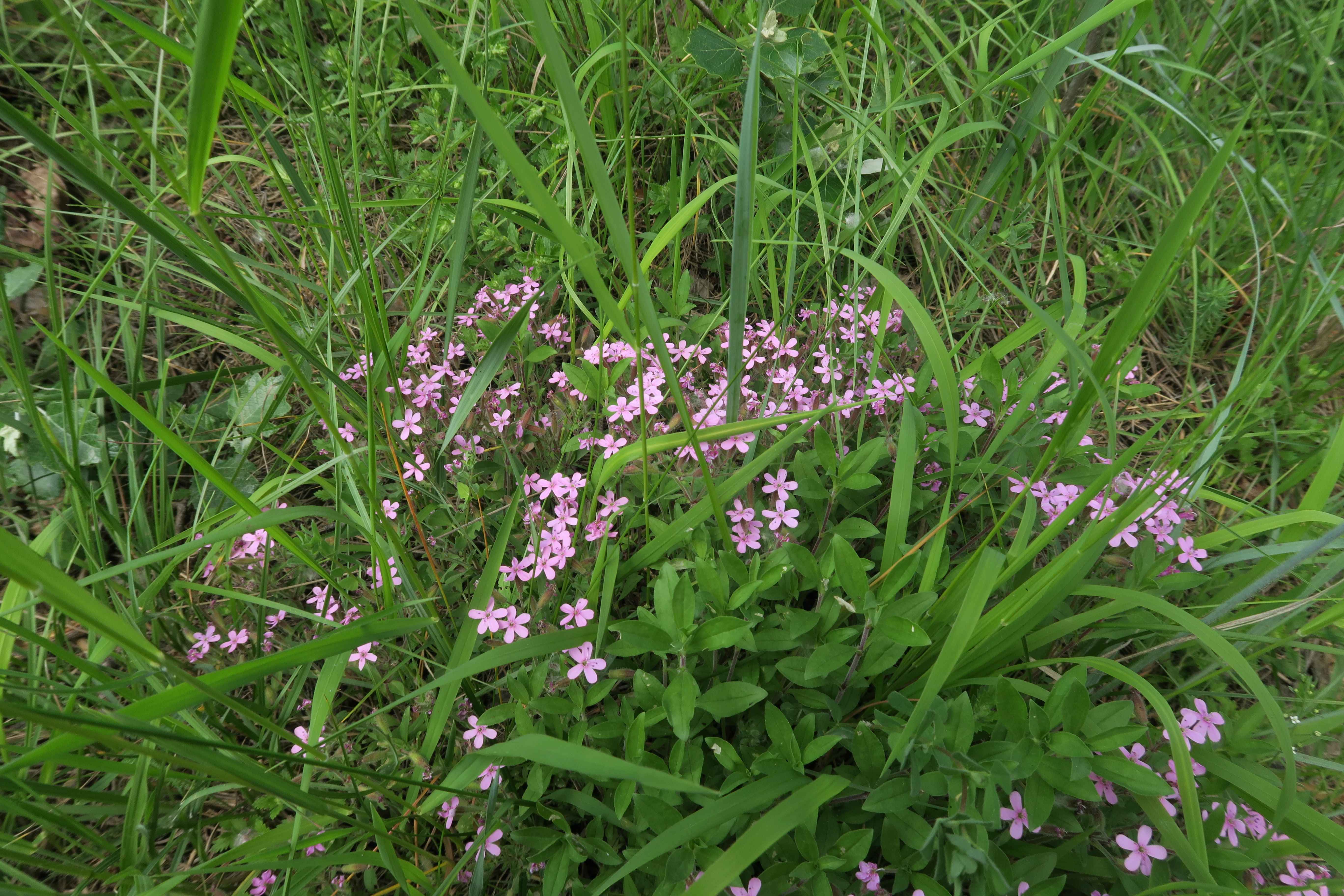 Saponaria ocymoides Kleinblütiges Seifenkraut, Lobau via Naufahrt WaldRd Trockenrasen mit Lagerpltz 26,05,2023 C5X2 (5).jpg