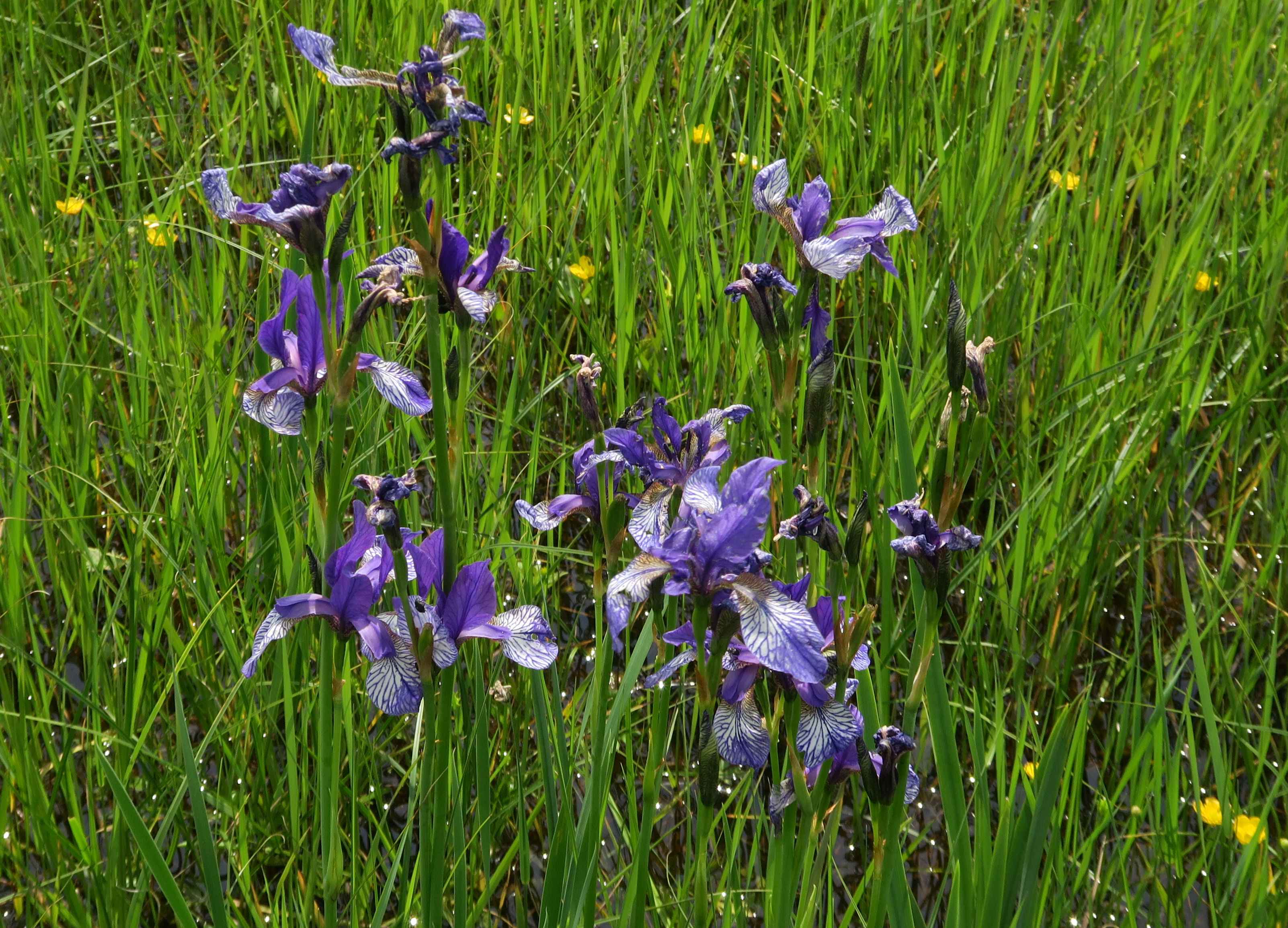 Iris sibirica Sibirische Schwertlilie, Zitzmannsdorfer Wiesen Mittelweg Nasswiesen 20.05.2023 C5X2 (3).jpg