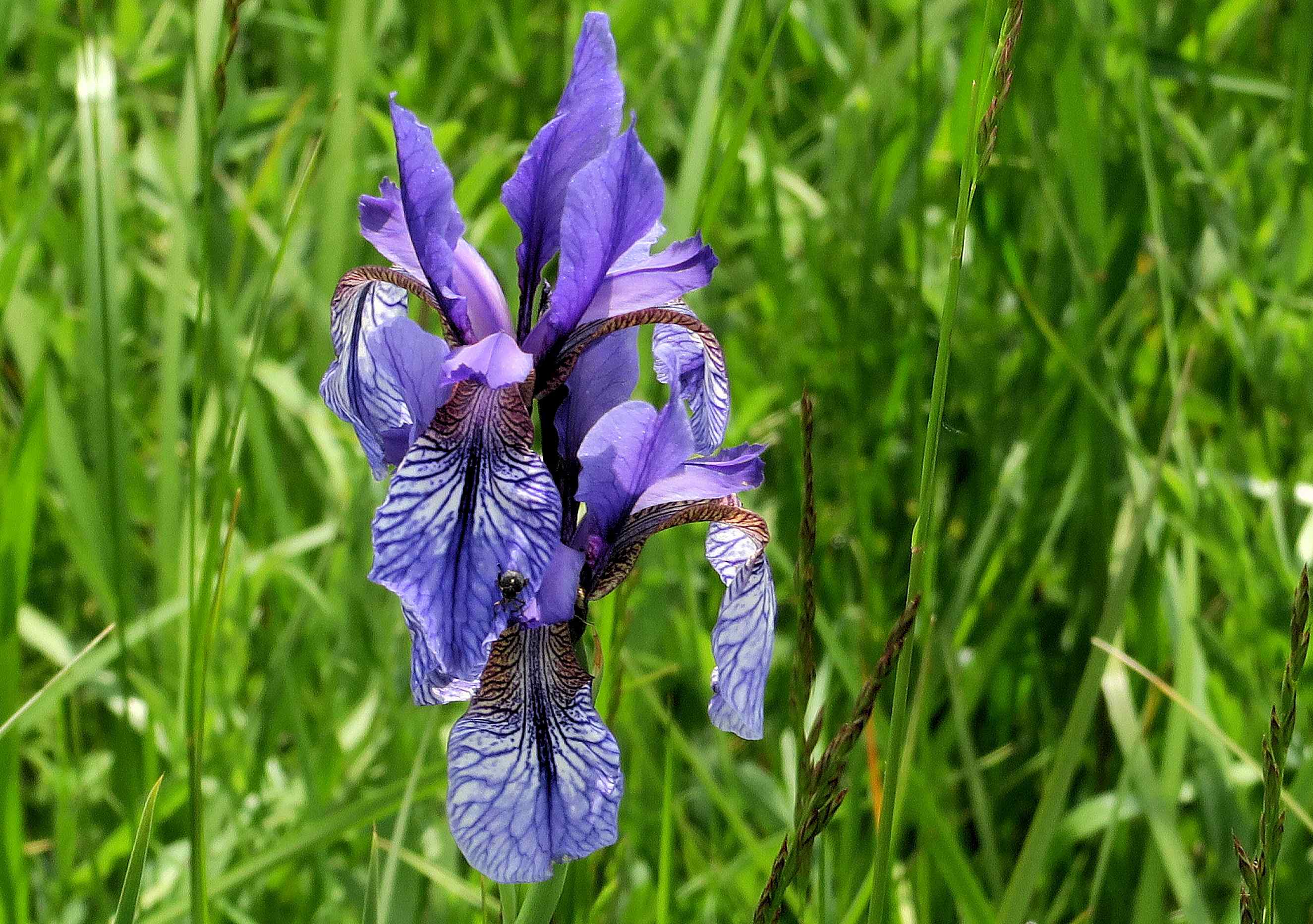 Iris sibirica Sibirische Schwertlilie, Zitzmannsdorfer Wiesen Mittelweg Nasswiesen 20.05.2023 C5X2 (4).jpg