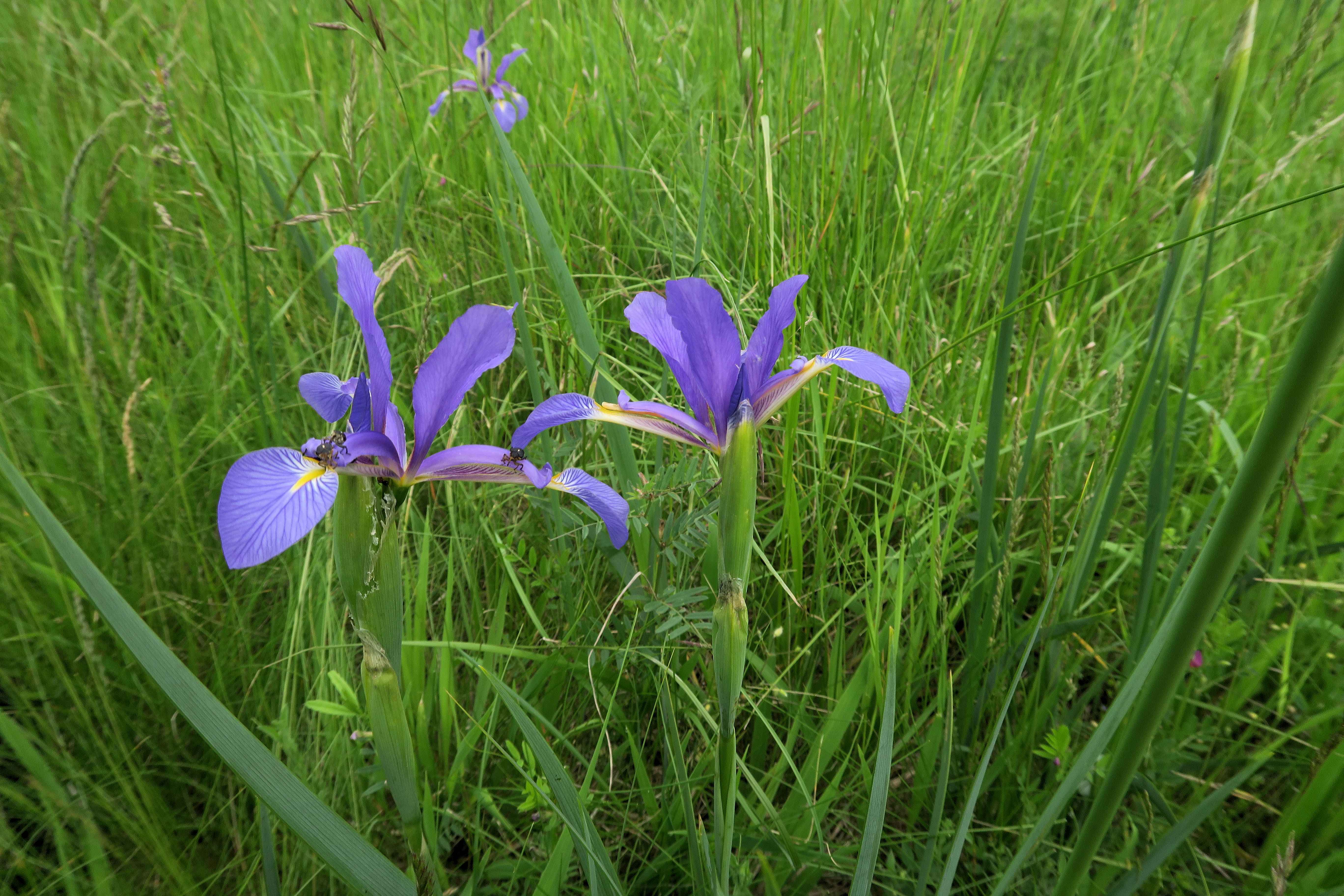 Iris spuria Salz-Schwertlilie mit Mononychus punctumalbum, Zitzmannsdorfer Wiesen 22.05.2023 C5X2 (2).jpg