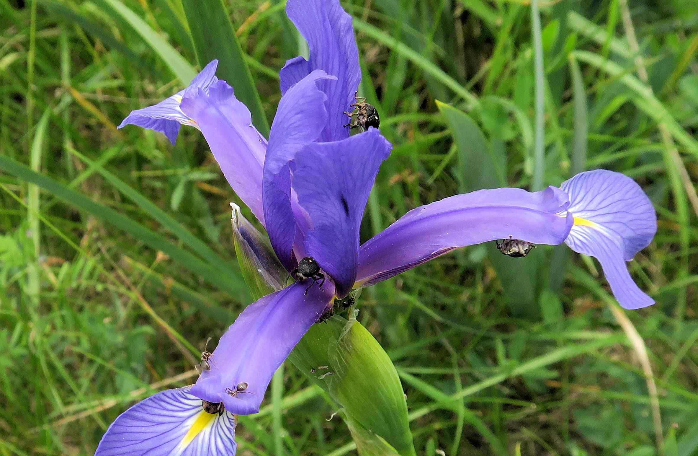 Iris spuria Salz-Schwertlilie mit Mononychus punctumalbum, Zitzmannsdorfer Wiesen 22.05.2023 C5X2 (3).jpg