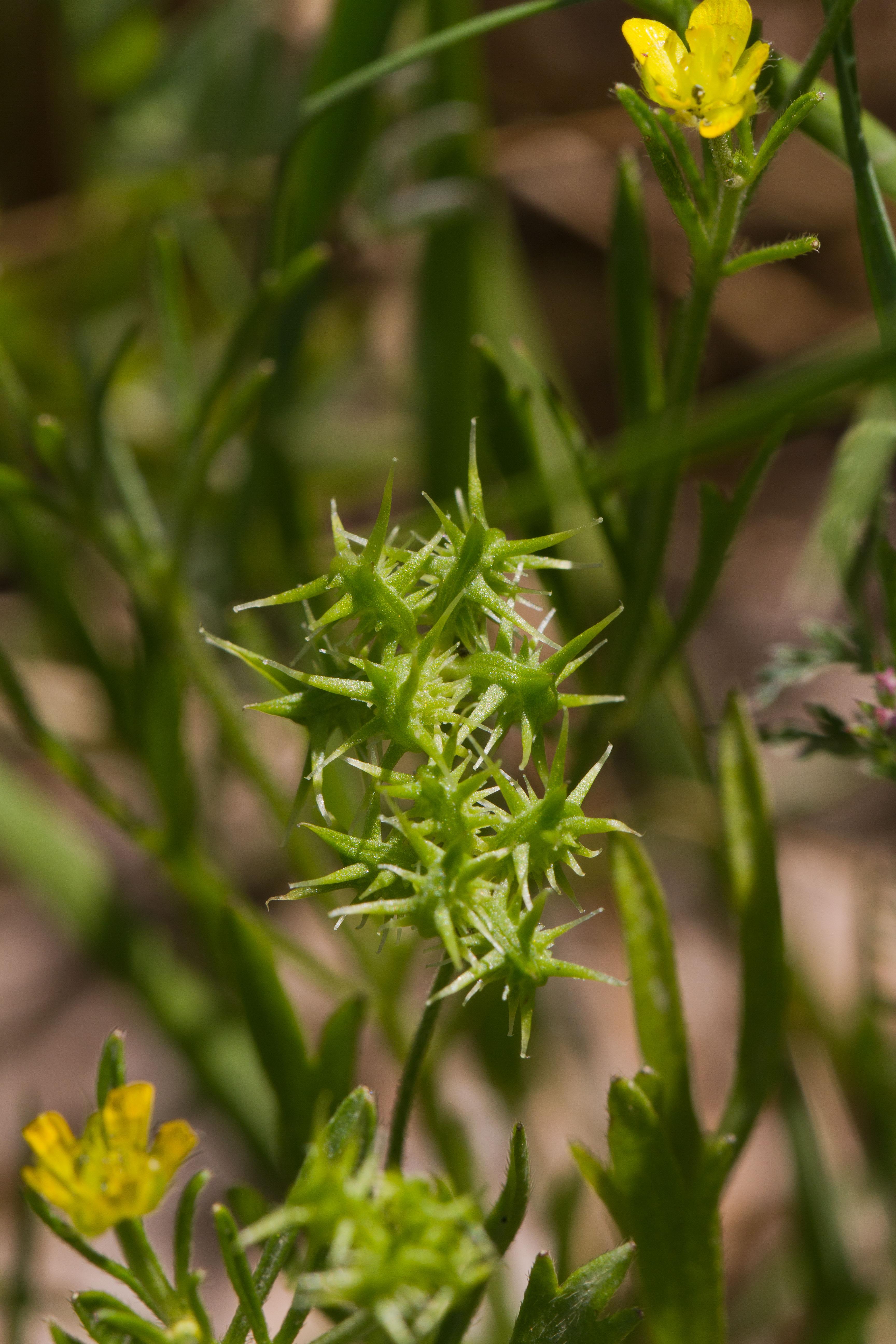 Ranunculaceae_Ranunculus arvensis 1-2.jpg