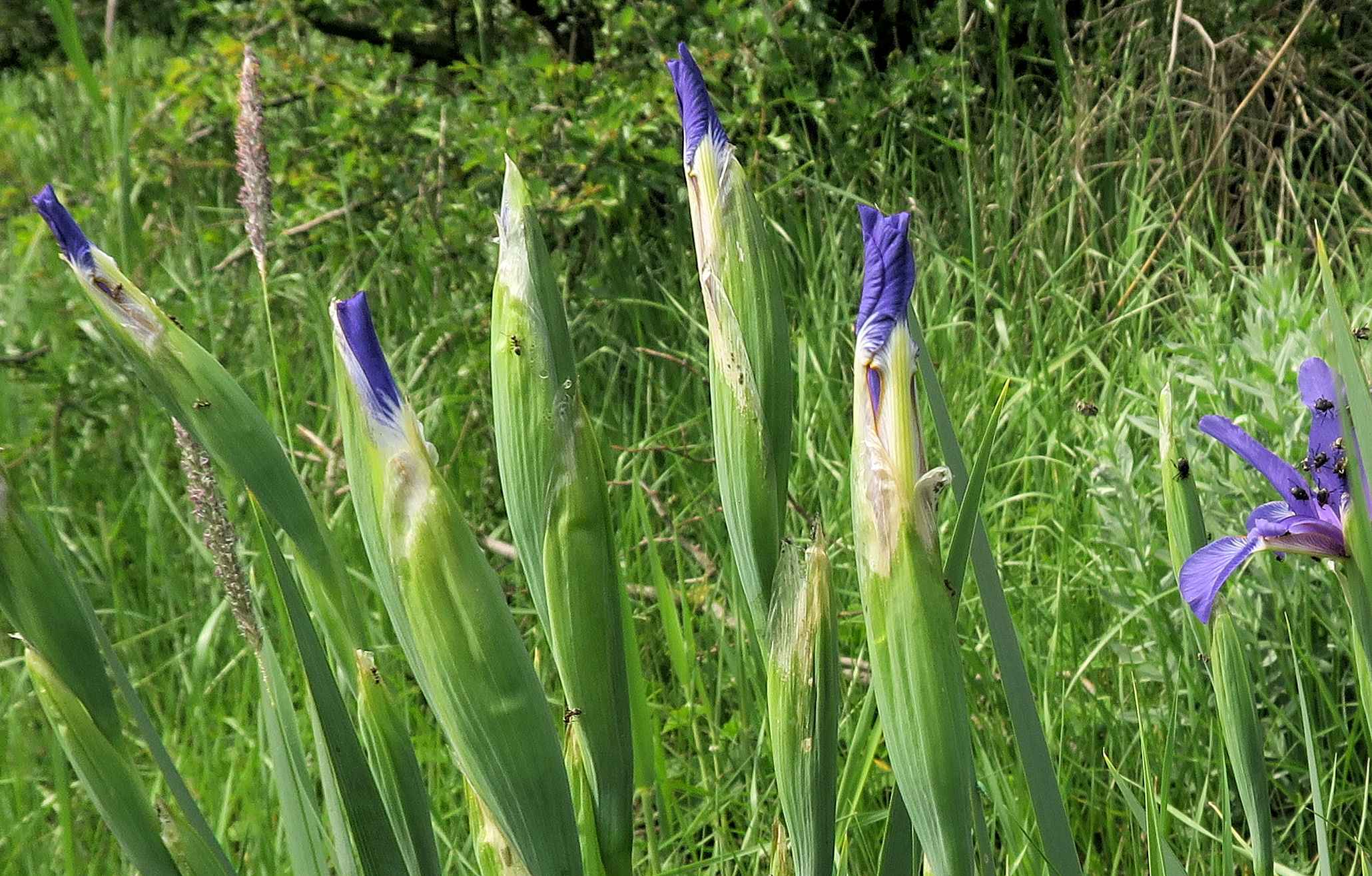 Iris spuria Salz-Schwertlilie mit Mononychus punctumalbum, Zitzmannsdorfer Wiesen 22.05.2023 C5X2 (4).jpg