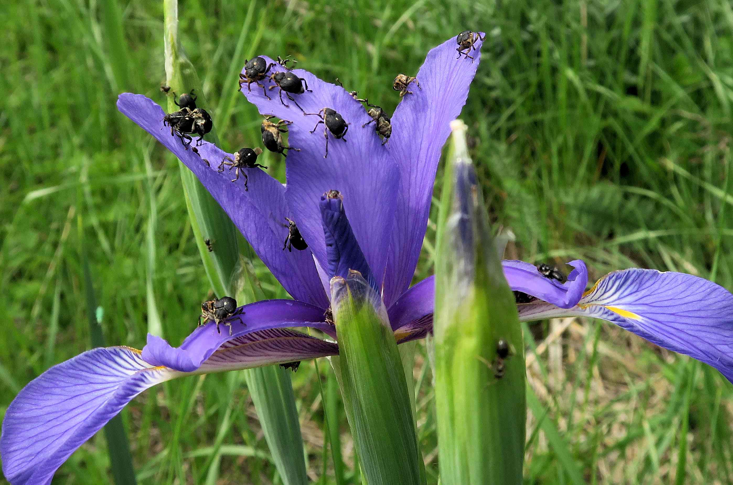Iris spuria Salz-Schwertlilie mit Mononychus punctumalbum, Zitzmannsdorfer Wiesen 22.05.2023 C5X2 (1).jpg