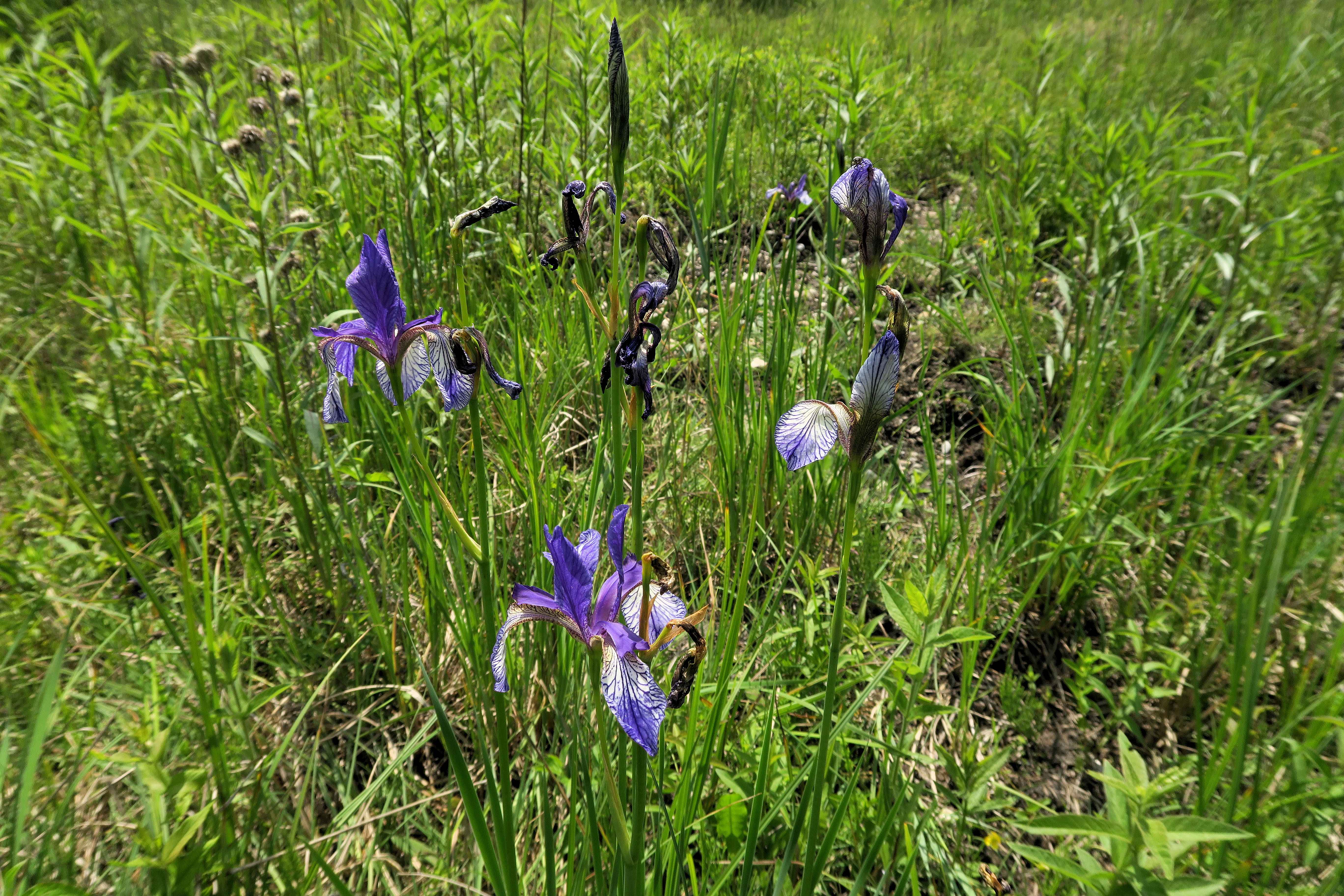Iris sibirica Sibirische Schwertlilie, Lobau via Naufahrt Feuchtstelle s-w. Josefssteg 26.05.2023 C5X2 (8).jpg