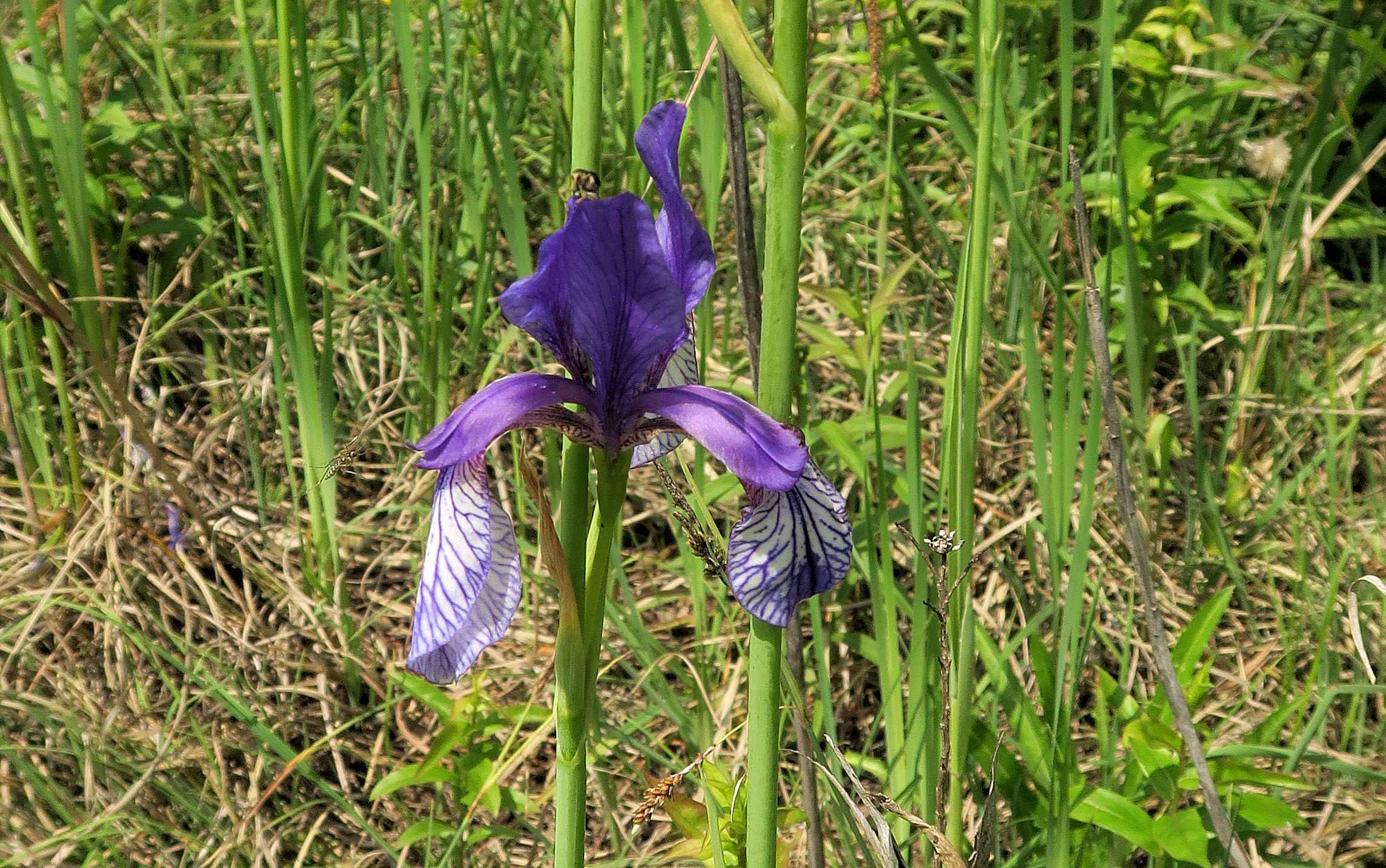 Iris sibirica Sibirische Schwertlilie, Lobau via Naufahrt Feuchtstelle s-w. Josefssteg 26.05.2023 C5X2 (7).jpg