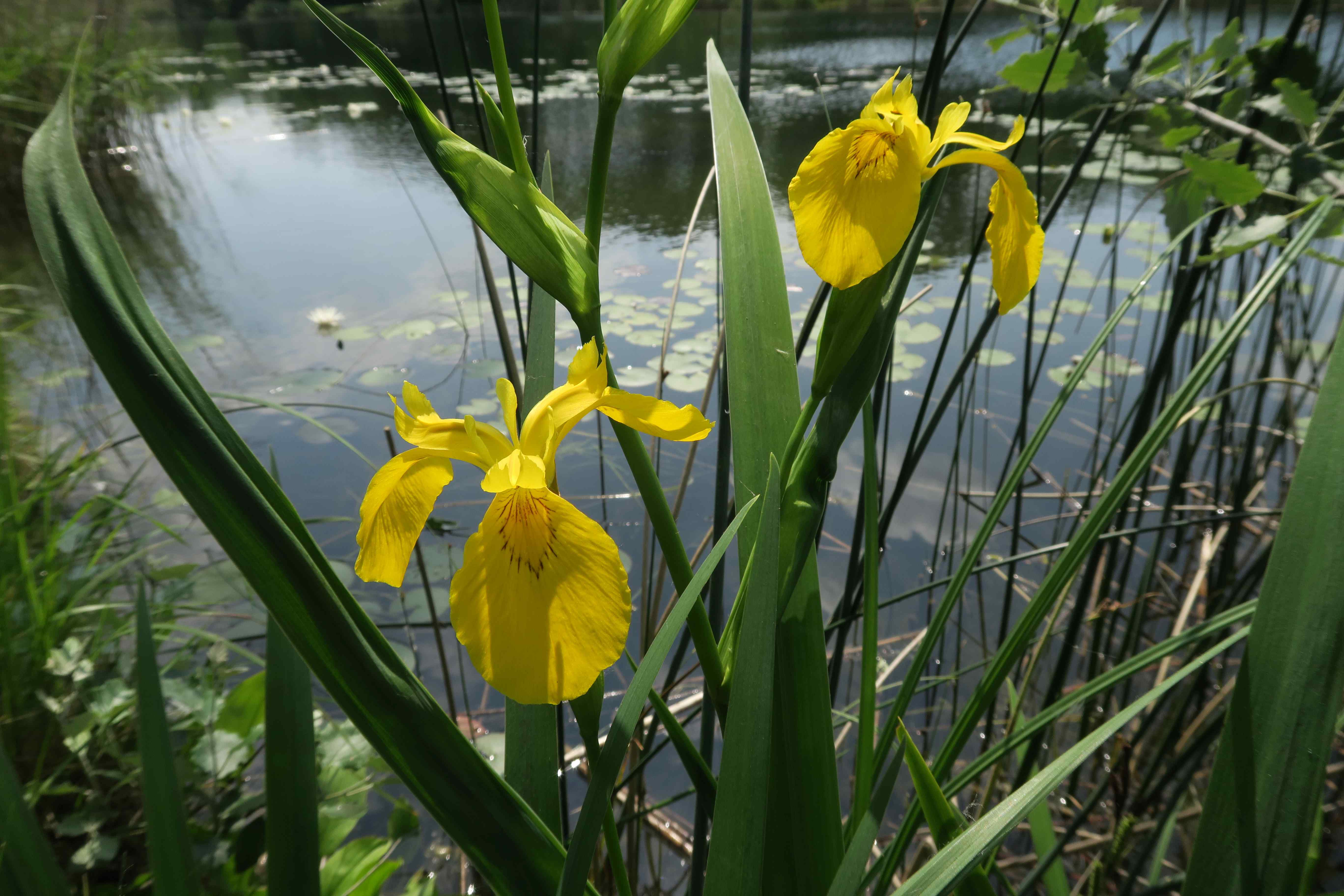 Iris pseudacorus Sumpf-Iris, Lobau nördl. Naufahrtufer 26.05.2023 C5X2 (5).jpg