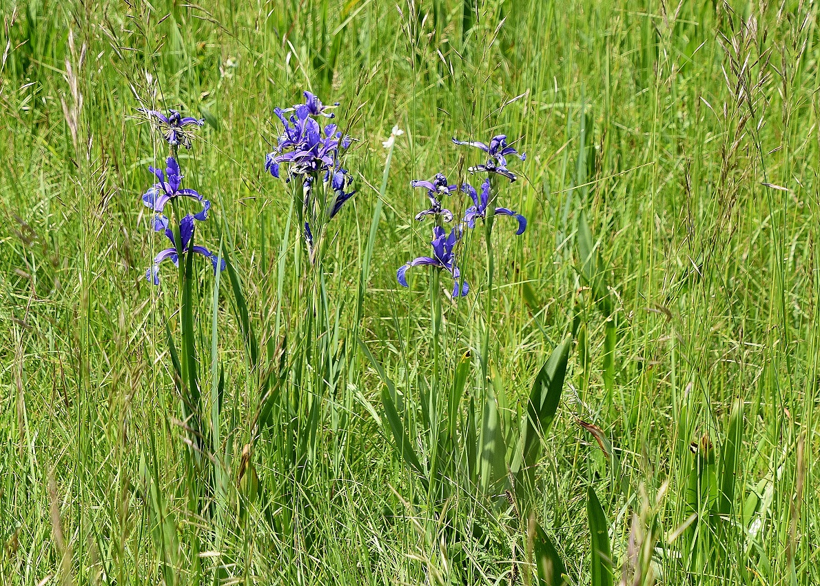 Wiese - 29052023 - (81) - Iris cf spuria.JPG