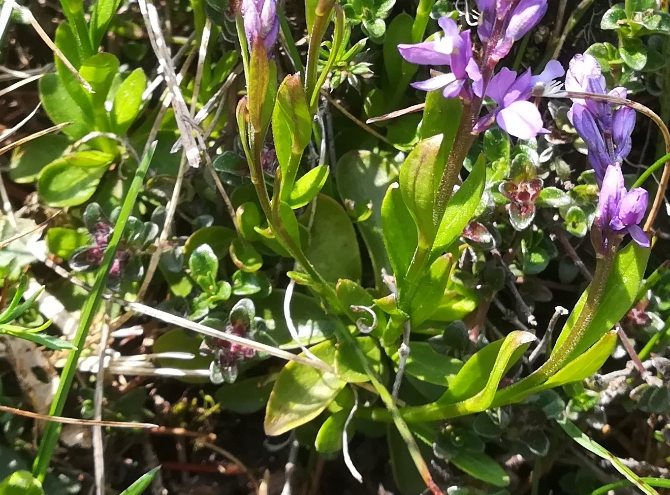 polygala amara bergstation losenheim schneeberg_20230529_115637.jpg