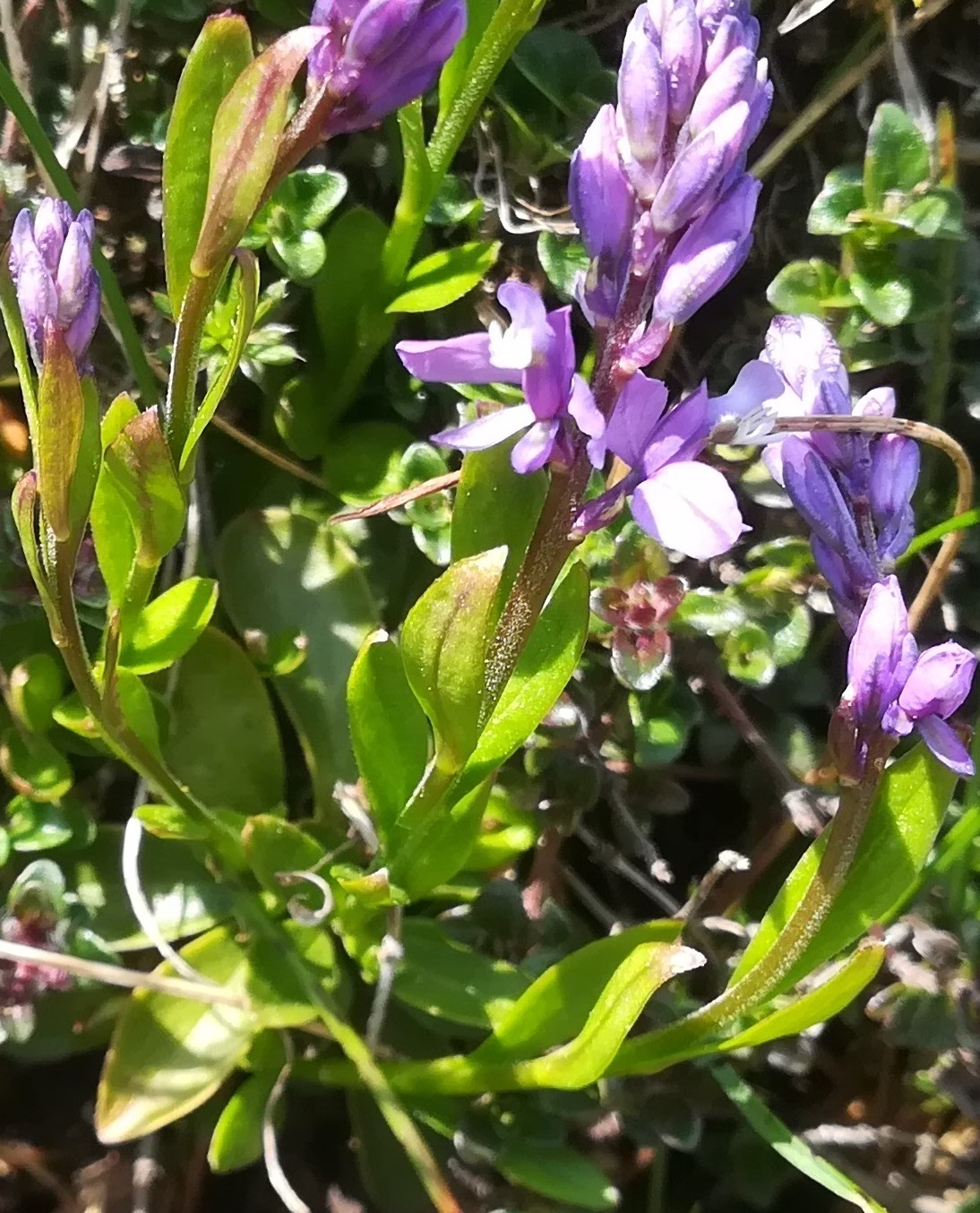 polygala amara bergstation losenheim schneeberg_20230529_115745.jpg