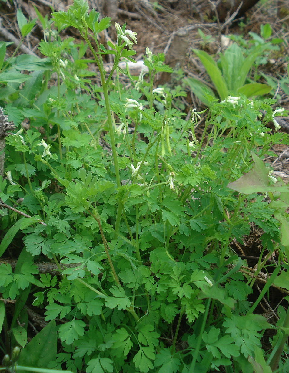 Corydalis.capnoides.Weißer.Lerchensporn.St-Bretstein.Keckenfriedeck.1.Jun.23.JPG