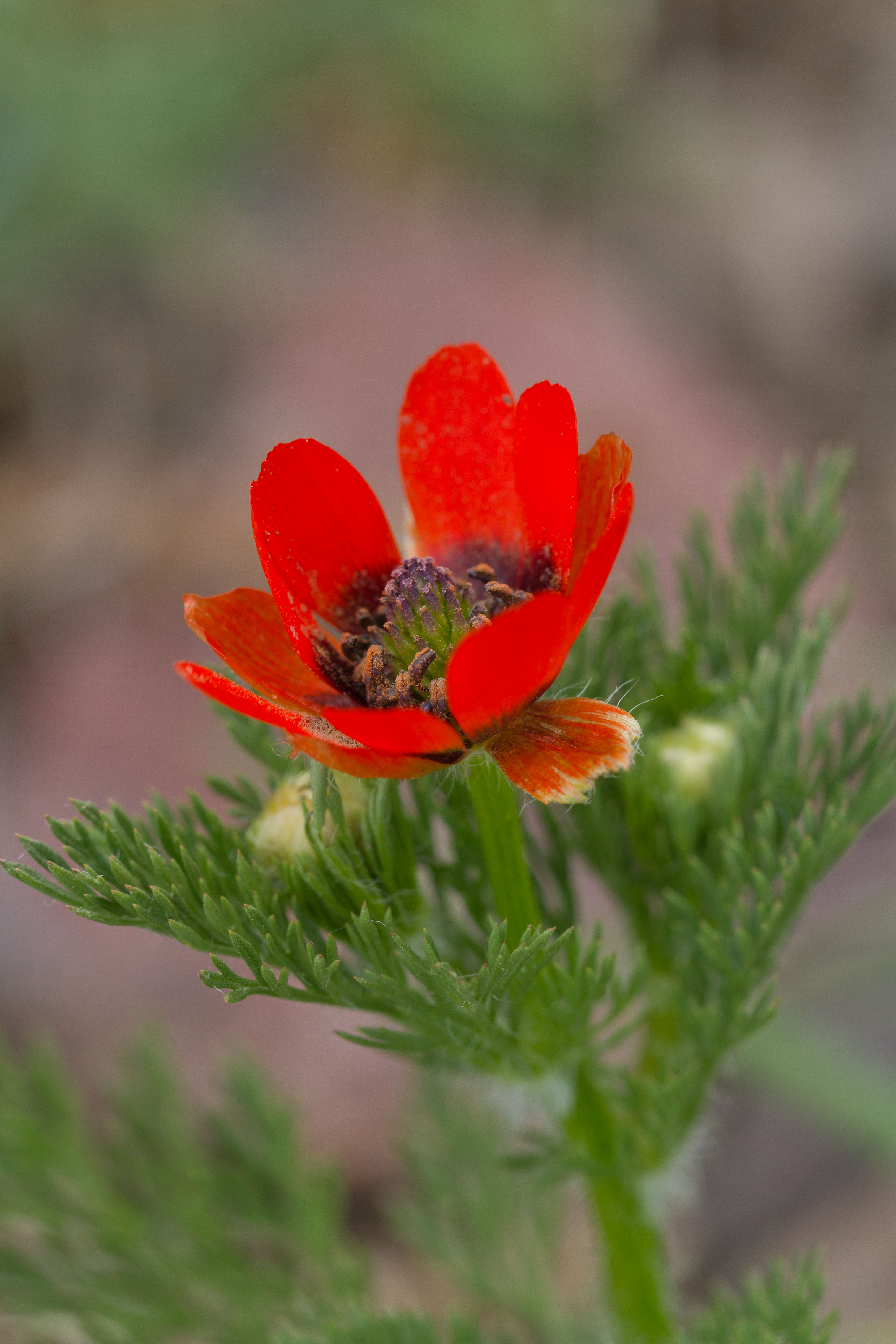 Ranunculaceae_Adonis flammea 1-2.jpg