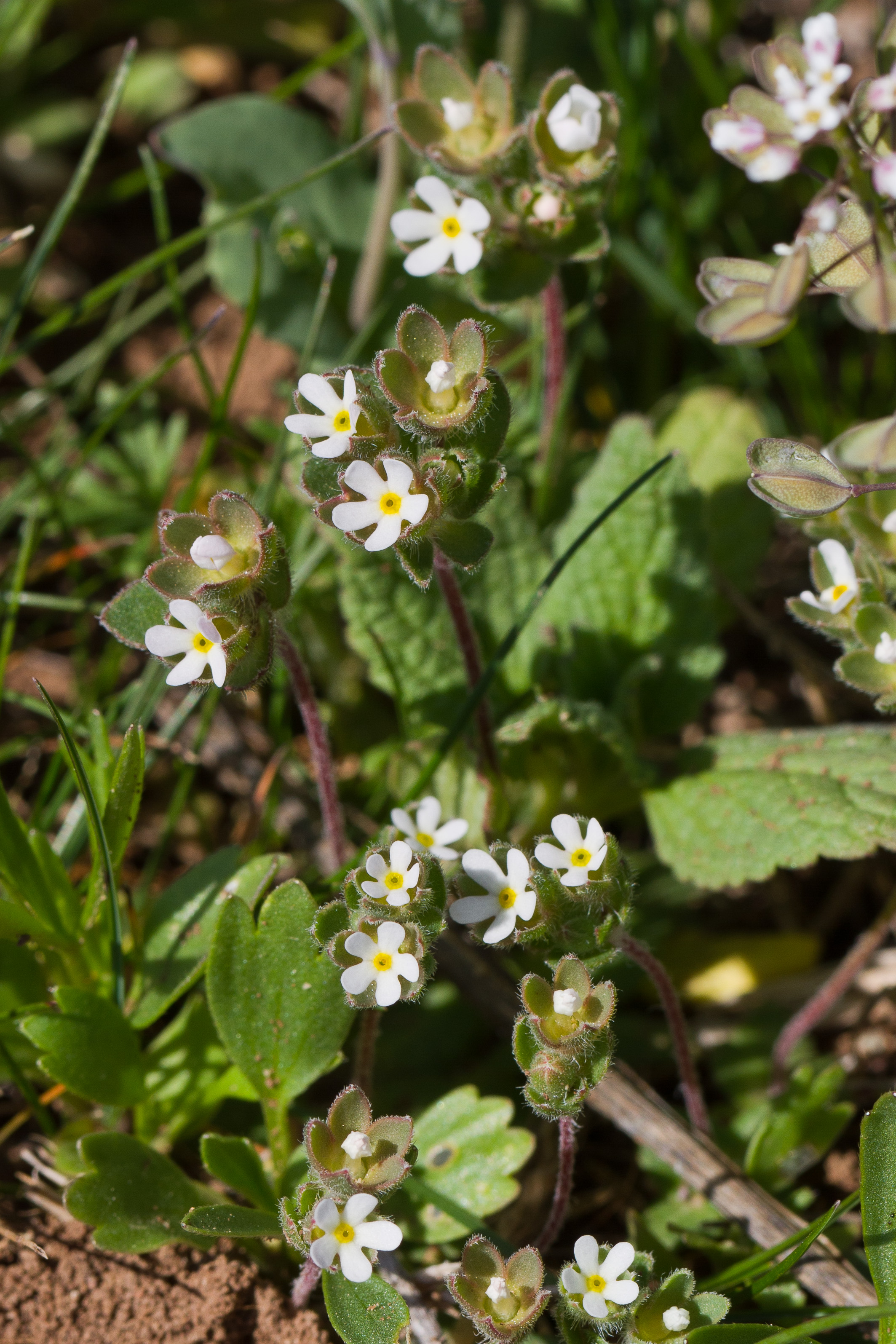 Primulaceae_Androsace maxima 1-2.jpg