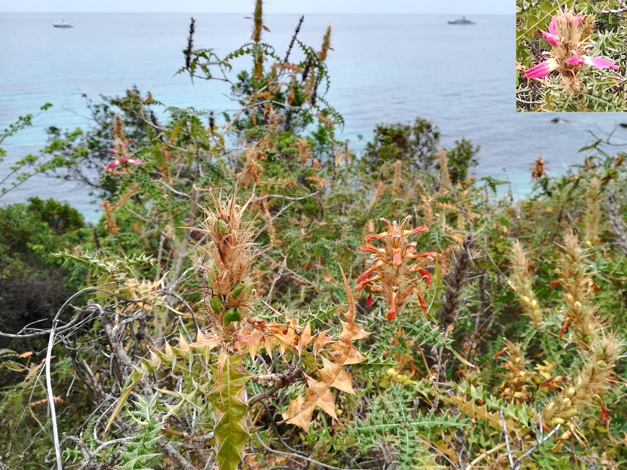 acanthus arboreus roquebrune-cap martin alpes-martimes frankreich_20230520_080708.jpg