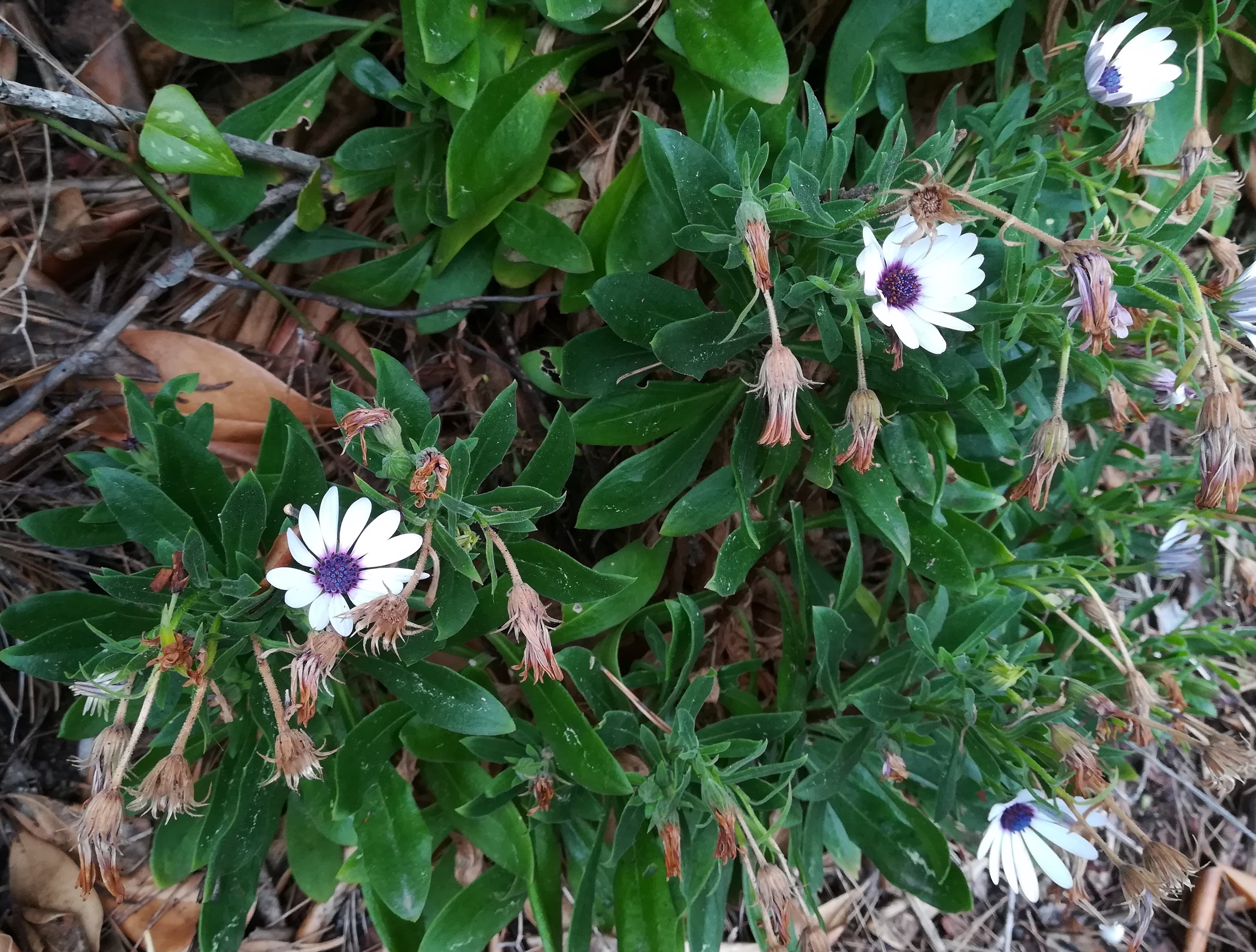 osteospermum cf. fruticosum le corbusier – ancien sentier des douaniers roquebrune-cap martin alpes-martimes frankreich_20230520_084750.jpg