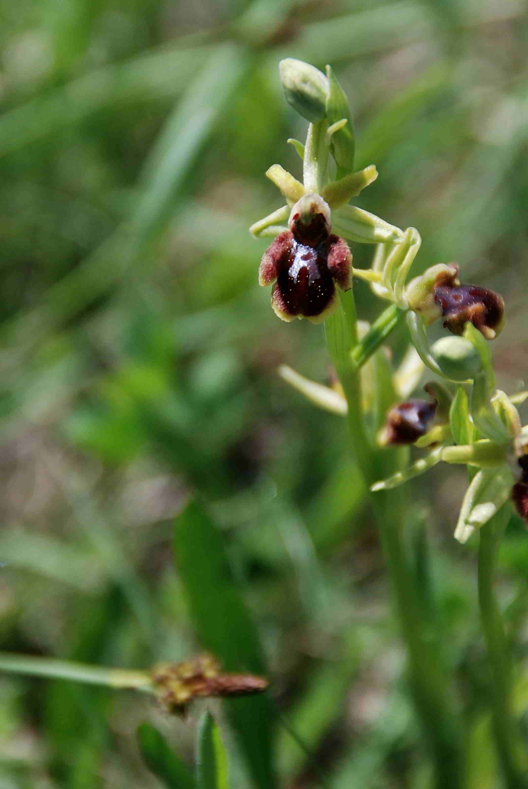 Lange Lacke-Bgld-28042018-(1) - Ophrys sphegodes - Spinnen-Ragwurz.JPG