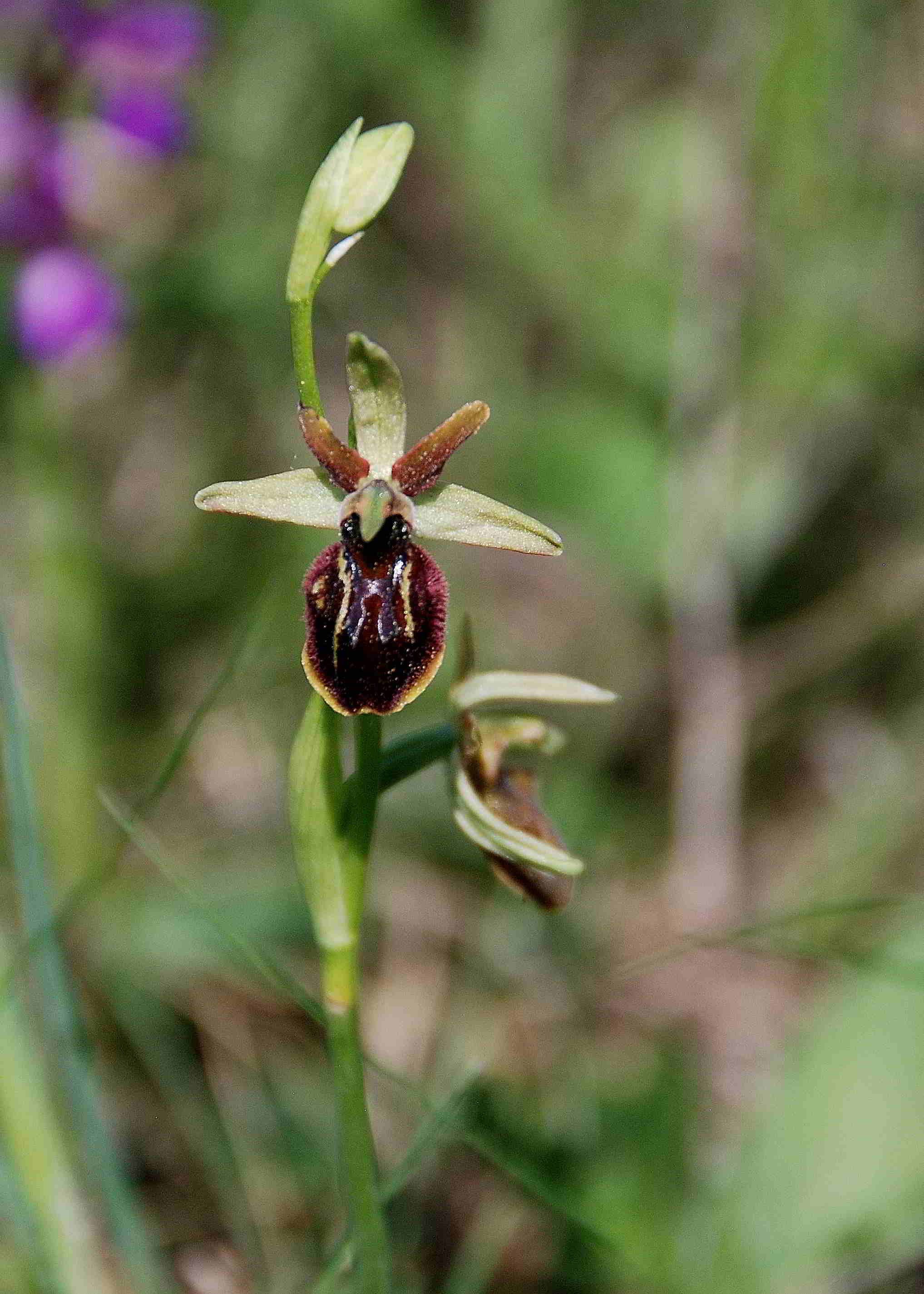 Lange Lacke-Bgld-28042018-(4) - Ophrys sphegodes - Spinnen-Ragwurz.JPG