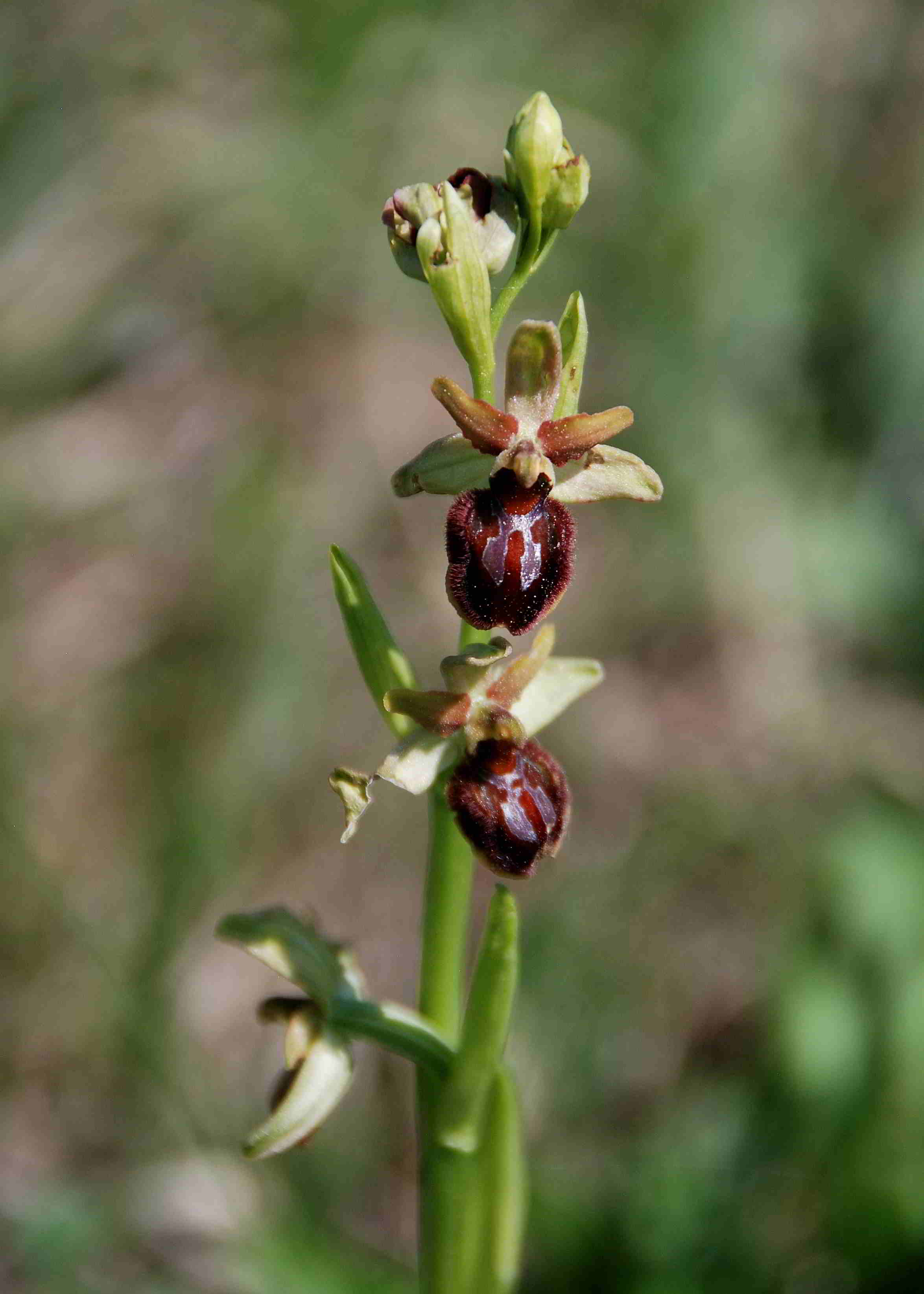 Lange Lacke-Bgld-28042018-(5) - Ophrys sphegodes - Spinnen-Ragwurz.JPG