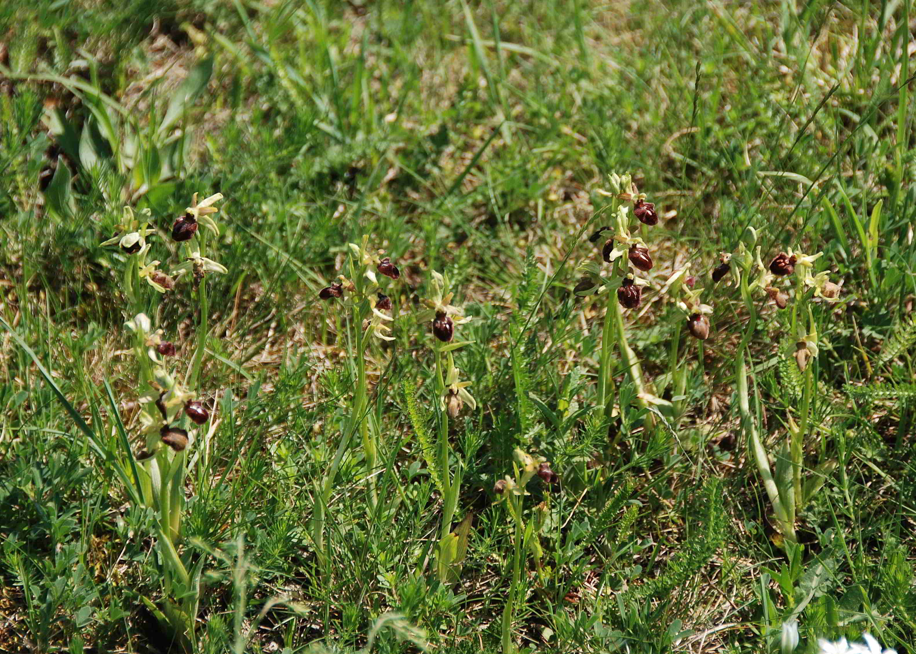 Lange Lacke-Bgld-28042018-(6) - Ophrys sphegodes - Spinnen-Ragwurz.JPG