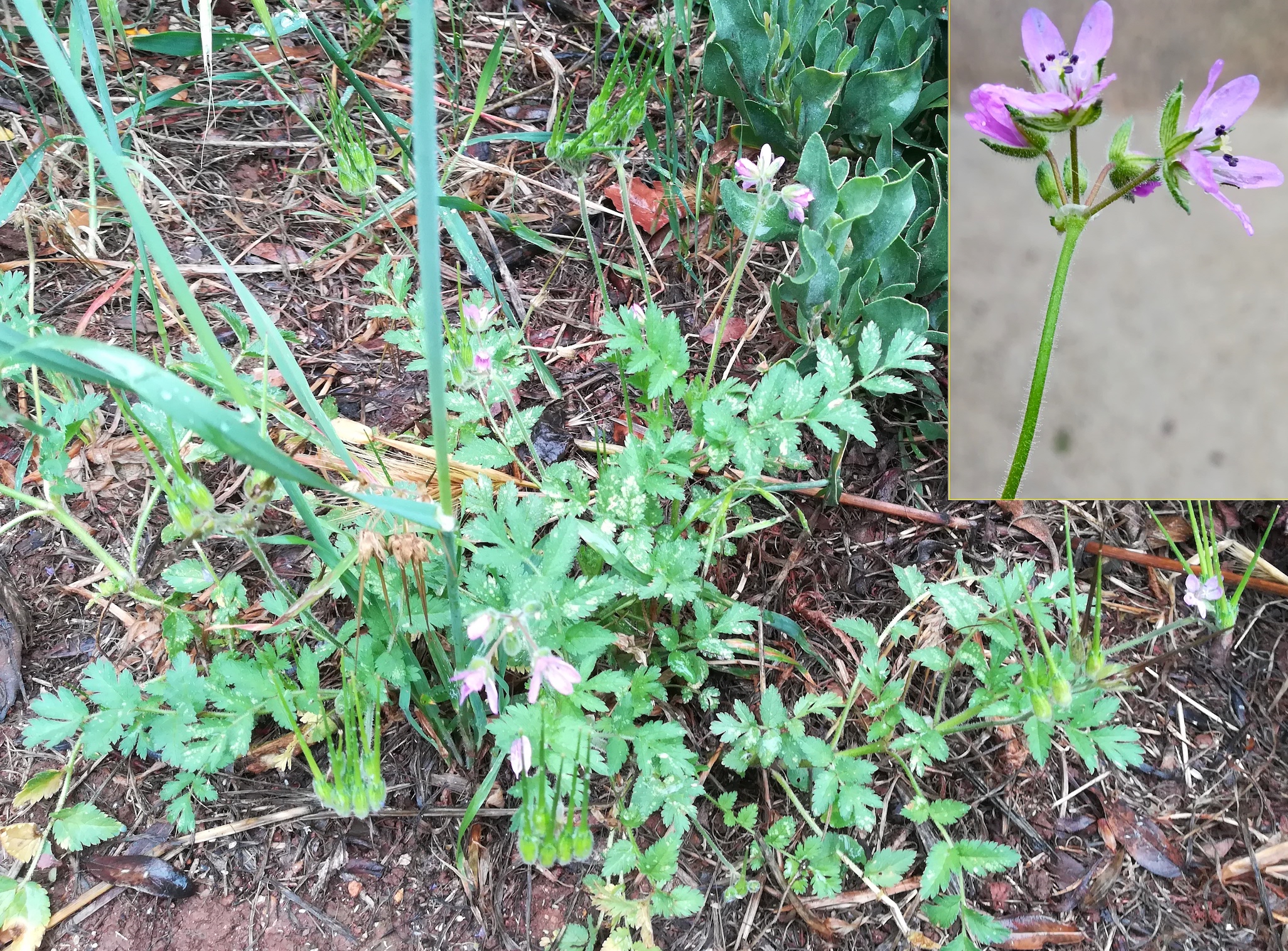 erodium cf. moschatum corbusier – ancien sentier des douaniers roquebrune-cap martin alpes-martimes frankreich_20230520_093637.jpg