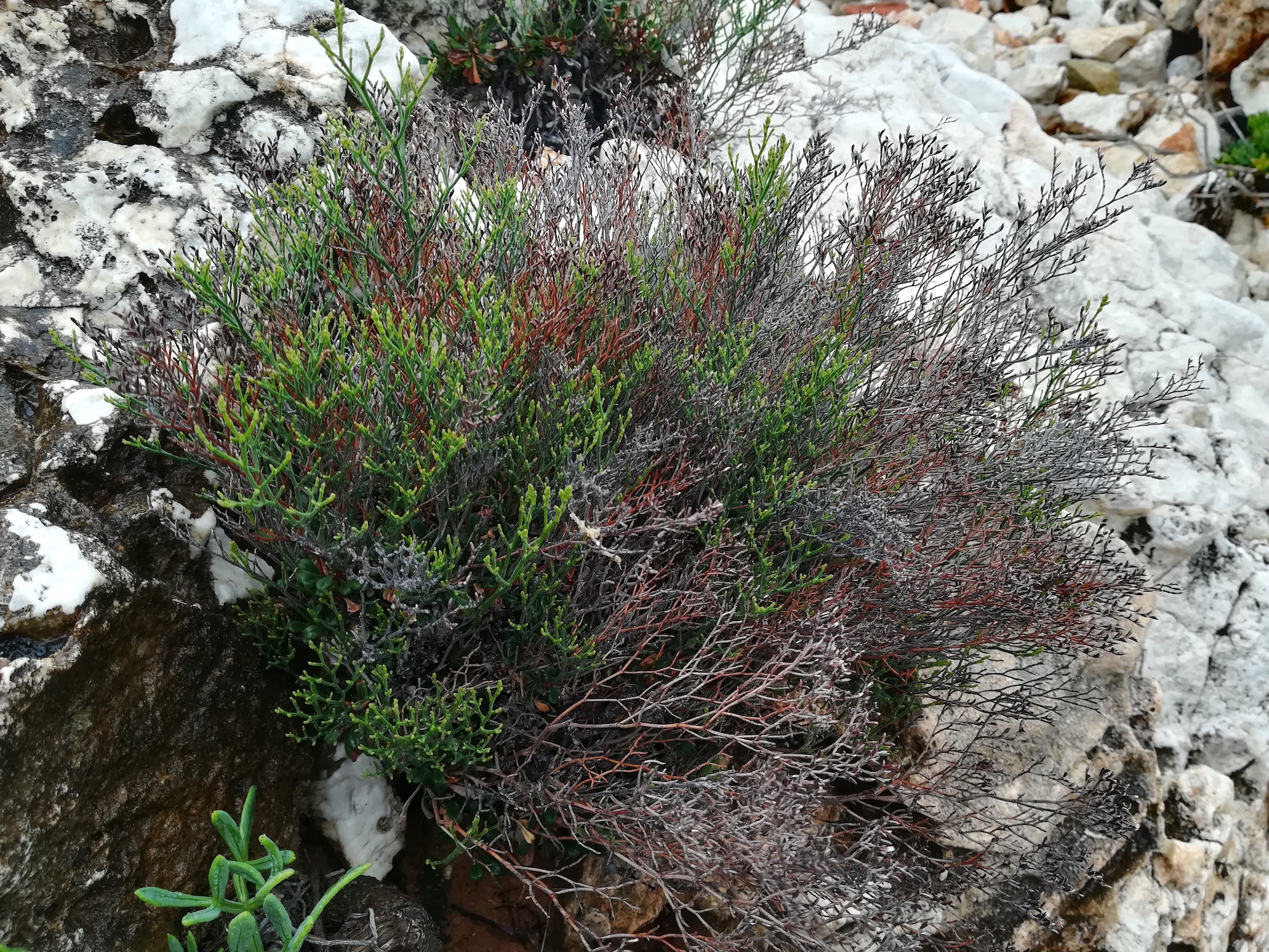 limonium cordatum le corbusier – ancien sentier des douaniers roquebrune-cap martin alpes-martimes frankreich_20230520_092426.jpg