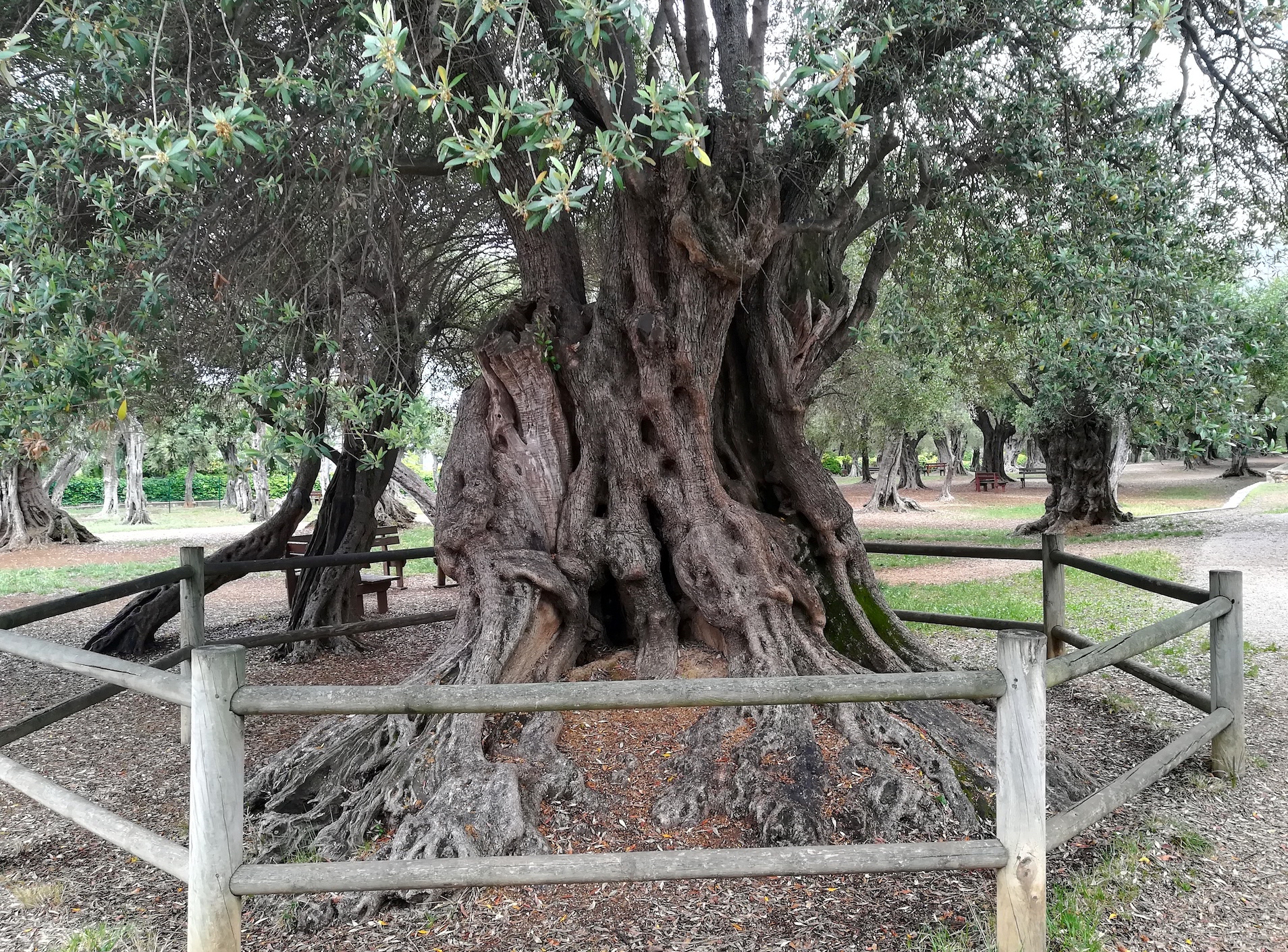 olea europaea kult. parc du cap martin roquebrune-cap martin alpes-martimes frankreich_20230520_103426.jpg