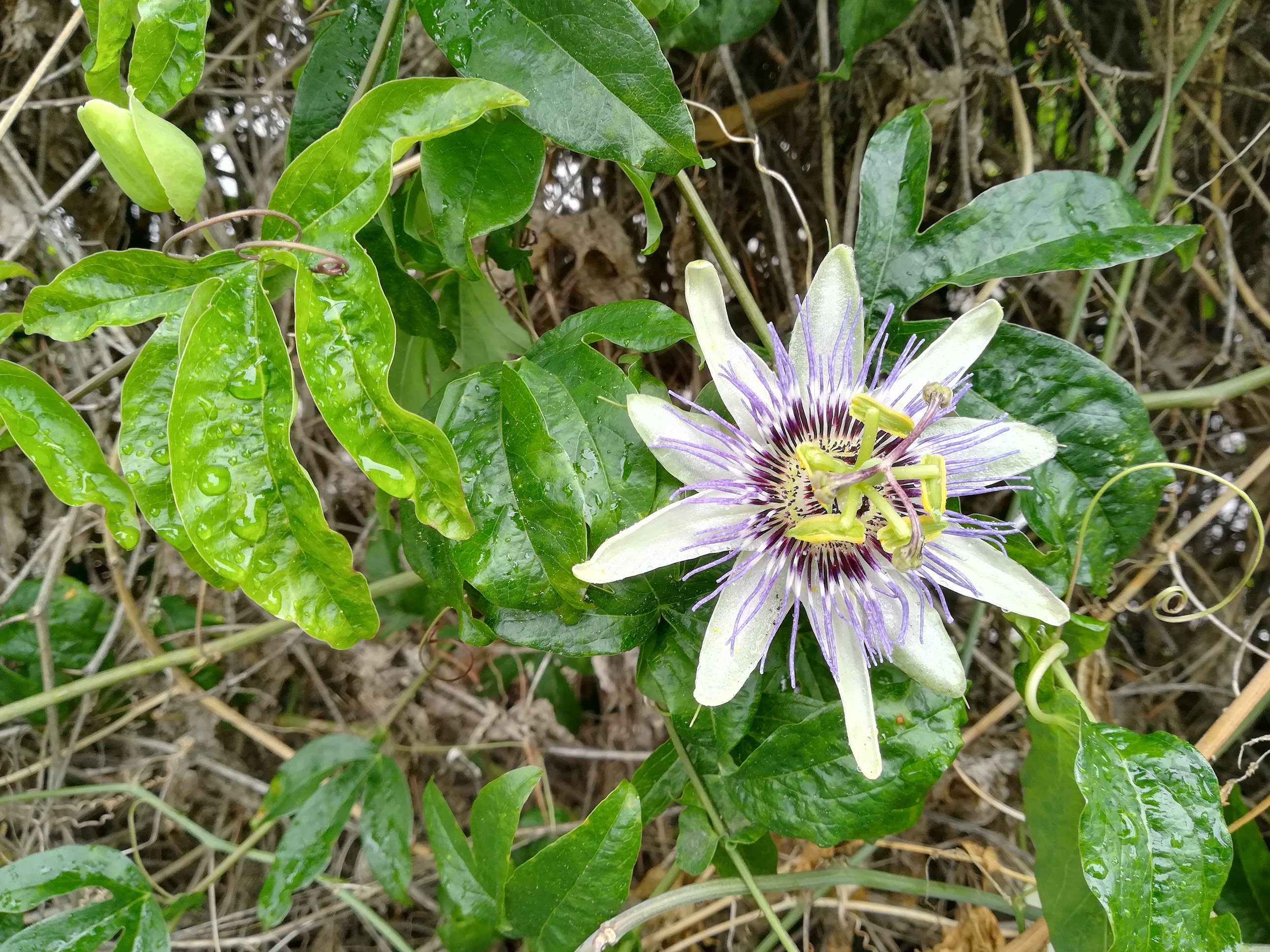 passiflora morifolia kult. um parc cap martin roquebrune-cap martin alpes-martimes frankreich_20230520_102345.jpg