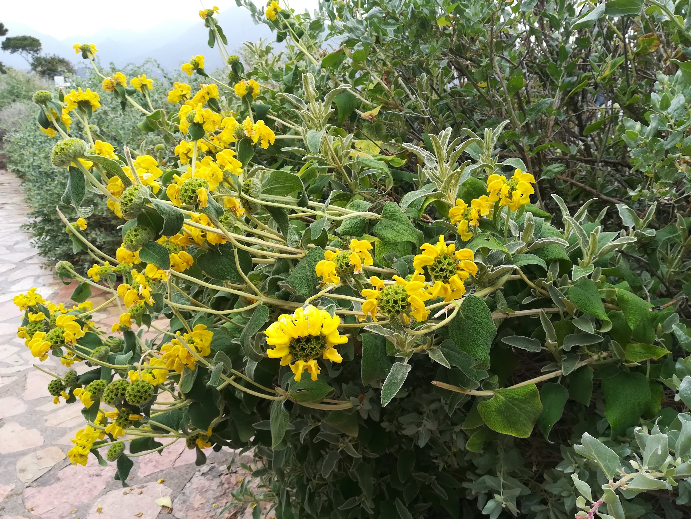 phlomis fruticosa wohl kult. le corbusier – ancien sentier des douaniers roquebrune-cap martin alpes-martimes frankreich_20230520_092542.jpg