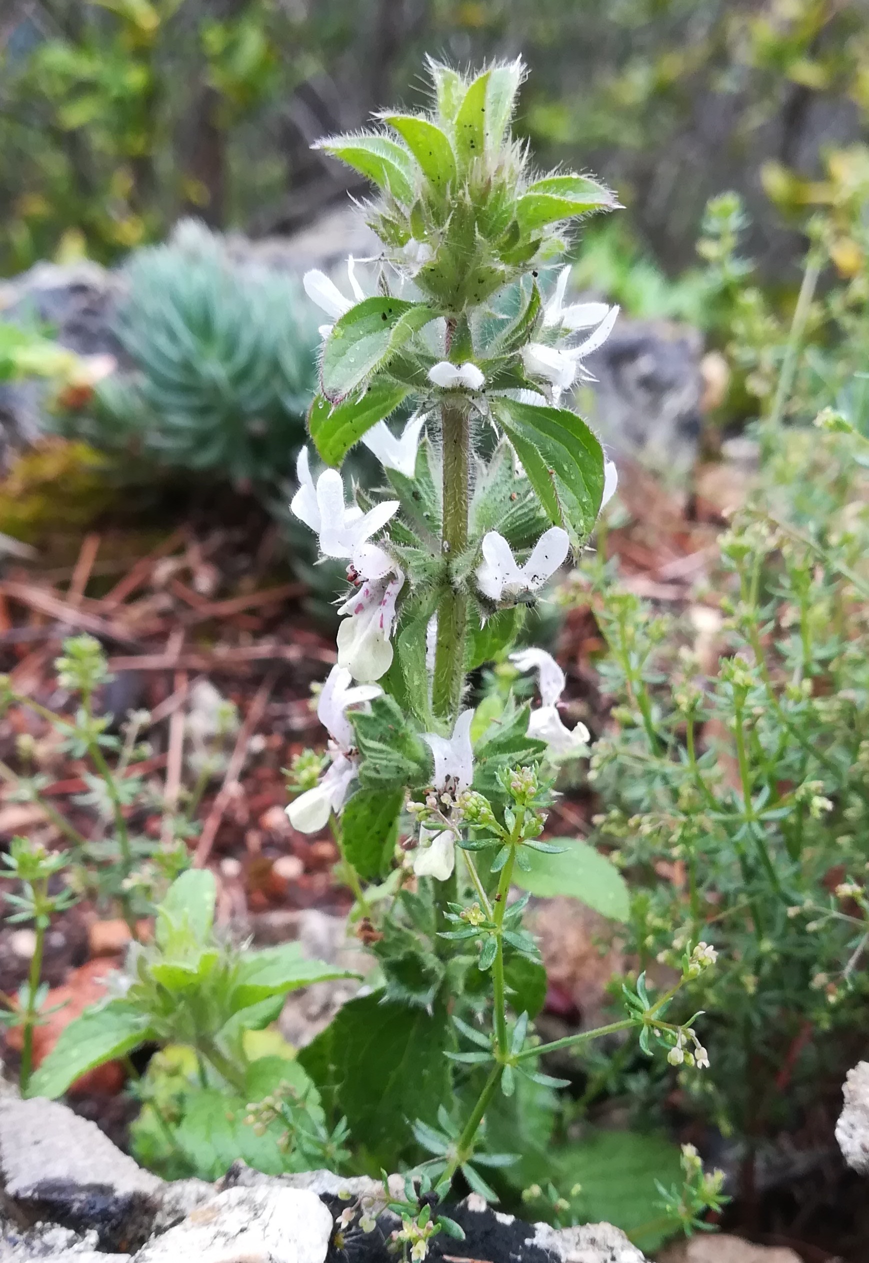 stachys ocymastrum corbusier – ancien sentier des douaniers roquebrune-cap martin alpes-martimes frankreich_20230520_083459.jpg