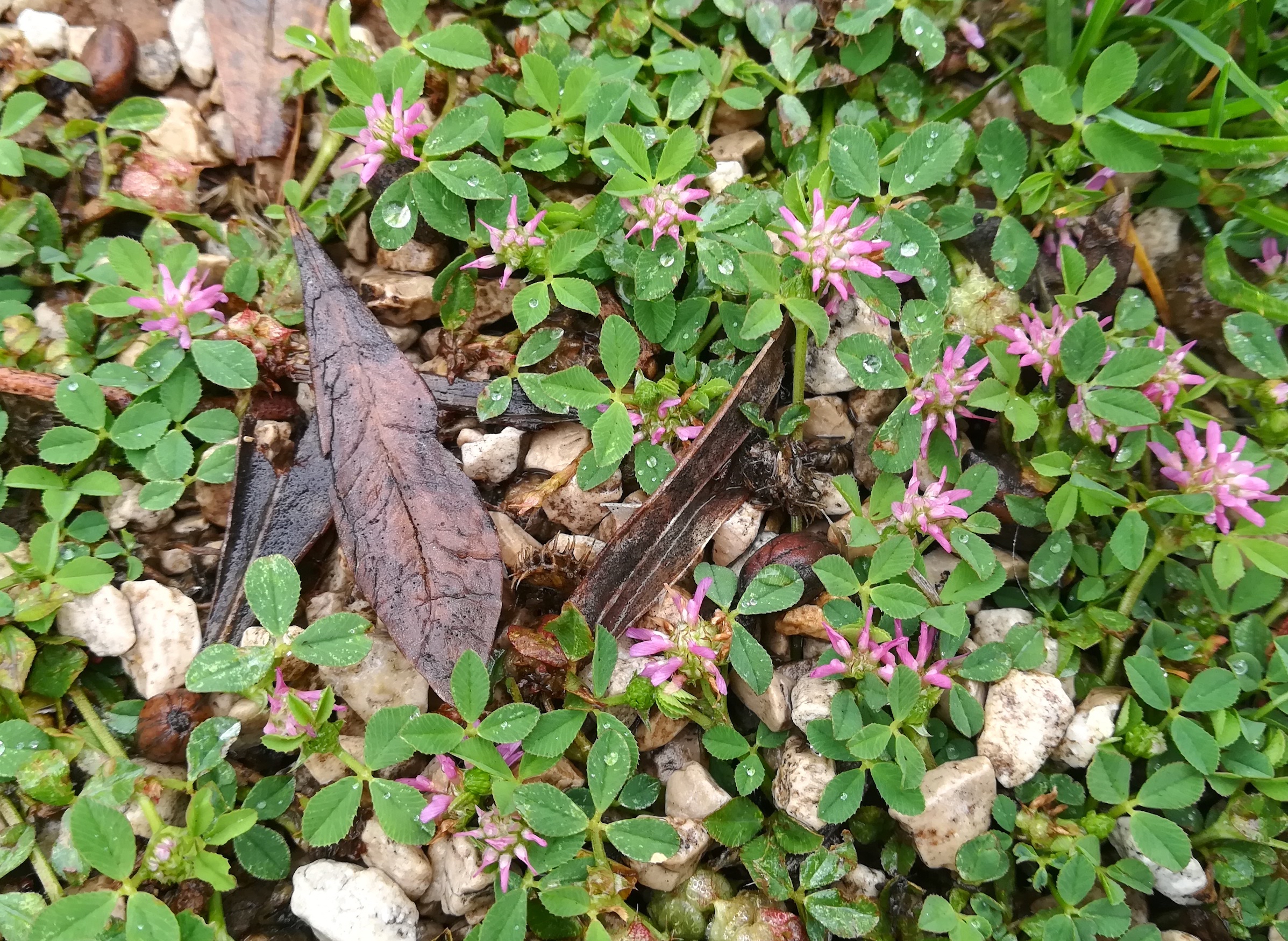 trifolium resupinatum parc cap martin roquebrune-cap martin alpes-martimes frankreich_20230520_103458.jpg