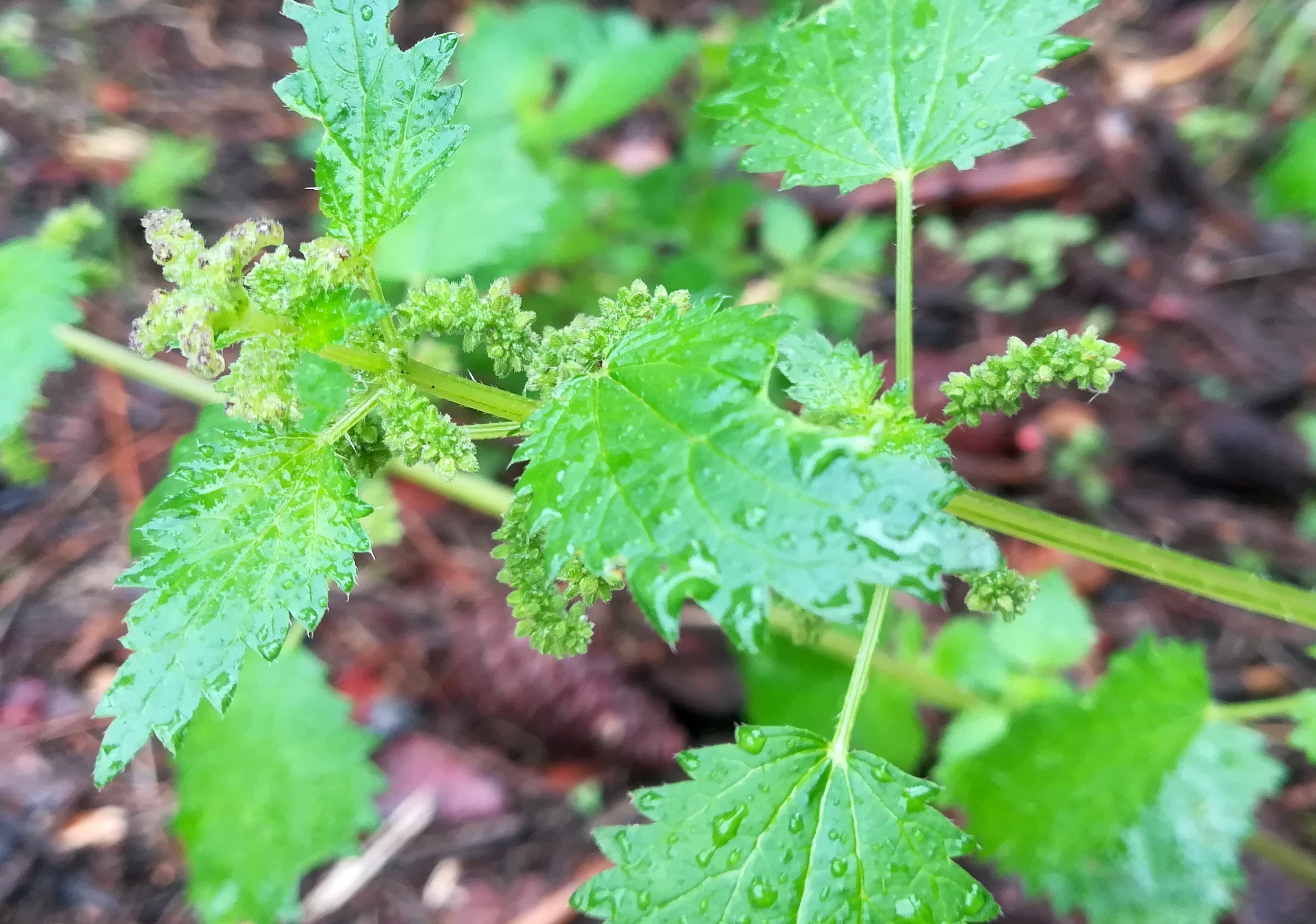 urtica membranacea um parc cap martin roquebrune-cap martin alpes-martimes frankreich_20230520_102943.jpg