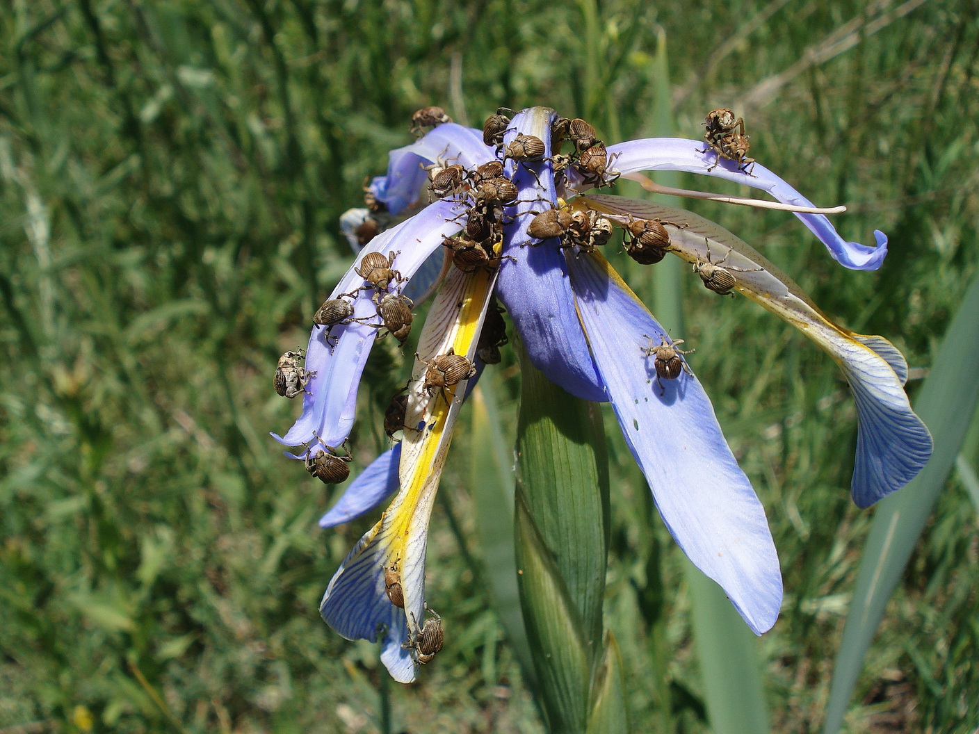Iris.spuria.ssp.musulmanica.Iran-Elburs.Meyaneh. 2.6.19.JPG