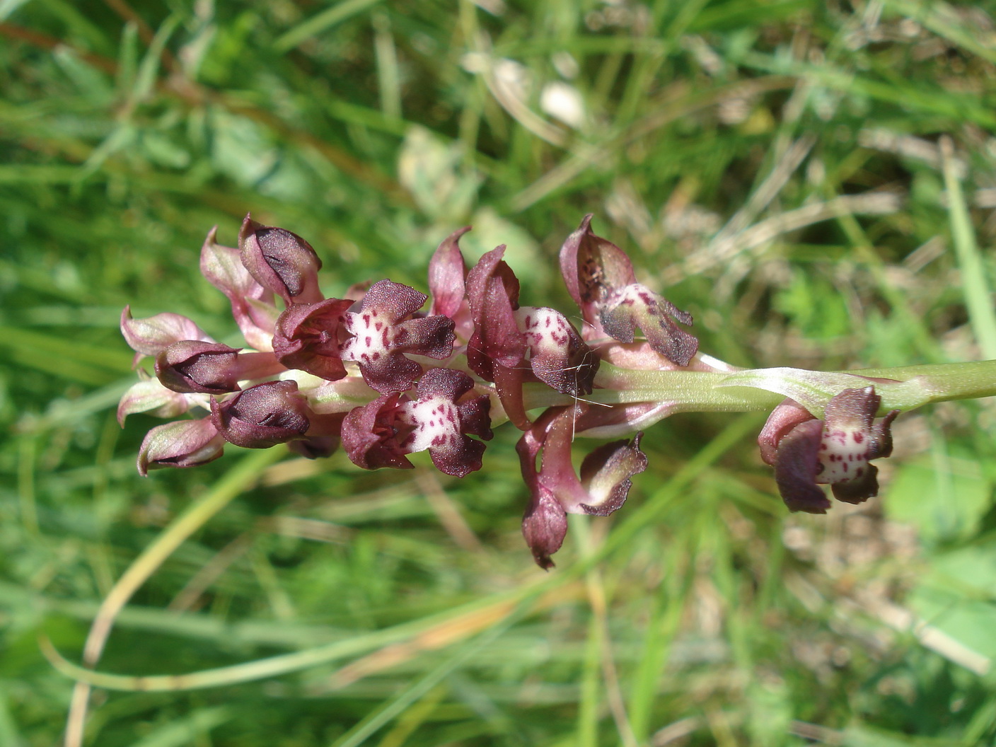 Ana.coriophora.St-Putterersee.3.Jun.23.JPG