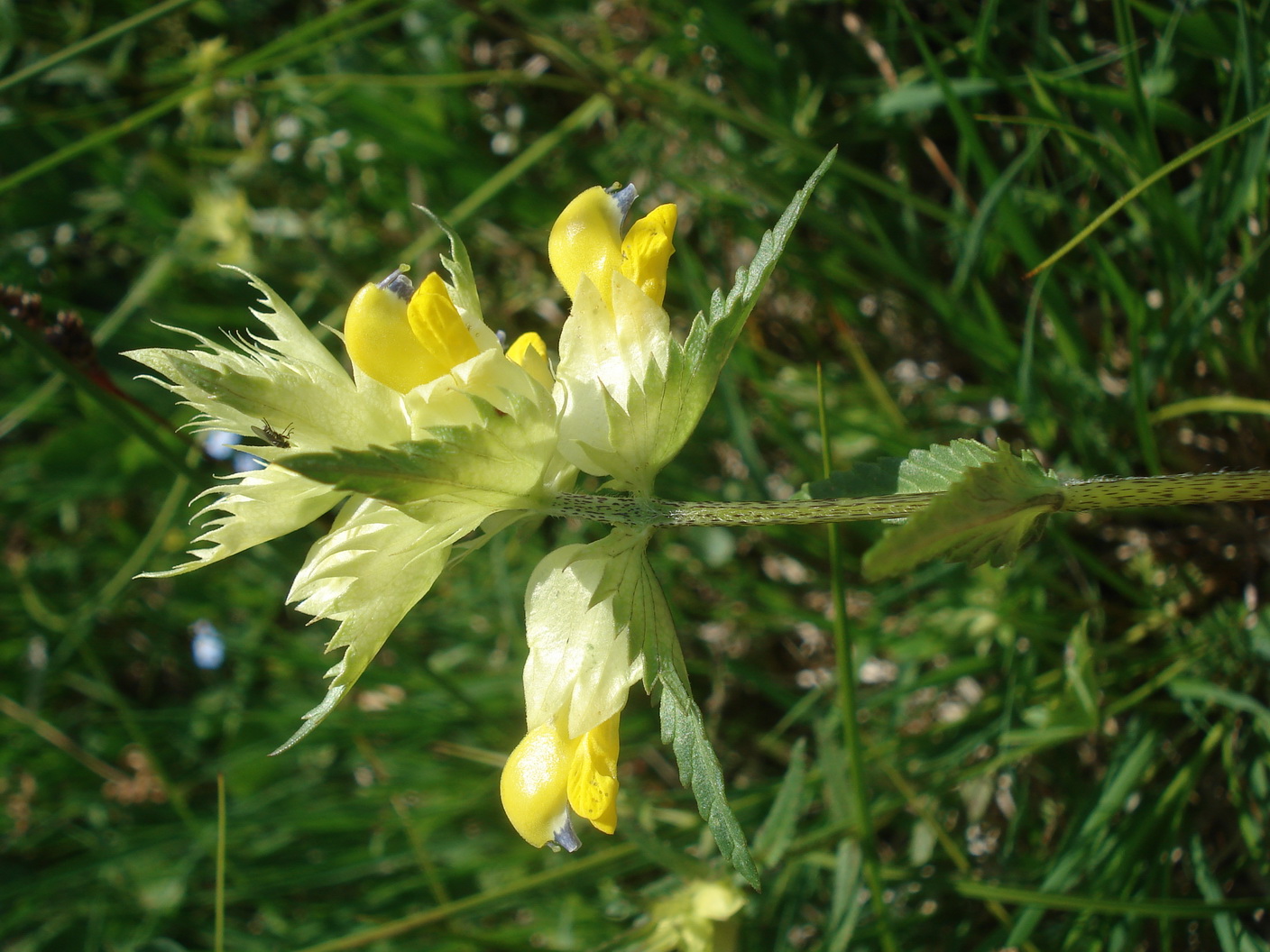 Rhinanthus.serotinus.St-Putterersee.3.Jun.23.JPG