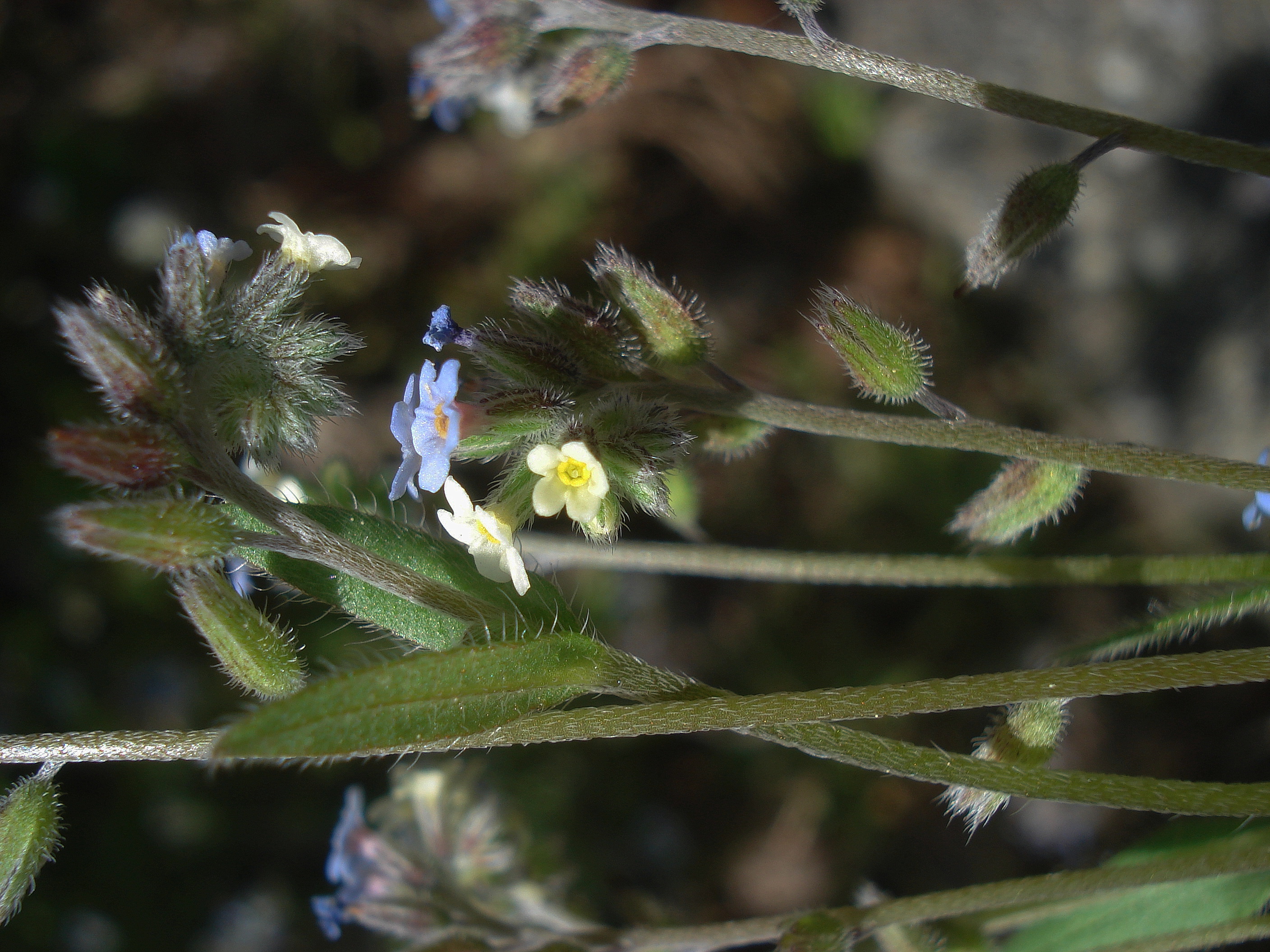 Myosotis.discolor.cf.St-Grambach.ruderal.Zenz.5.Mai.23.JPG