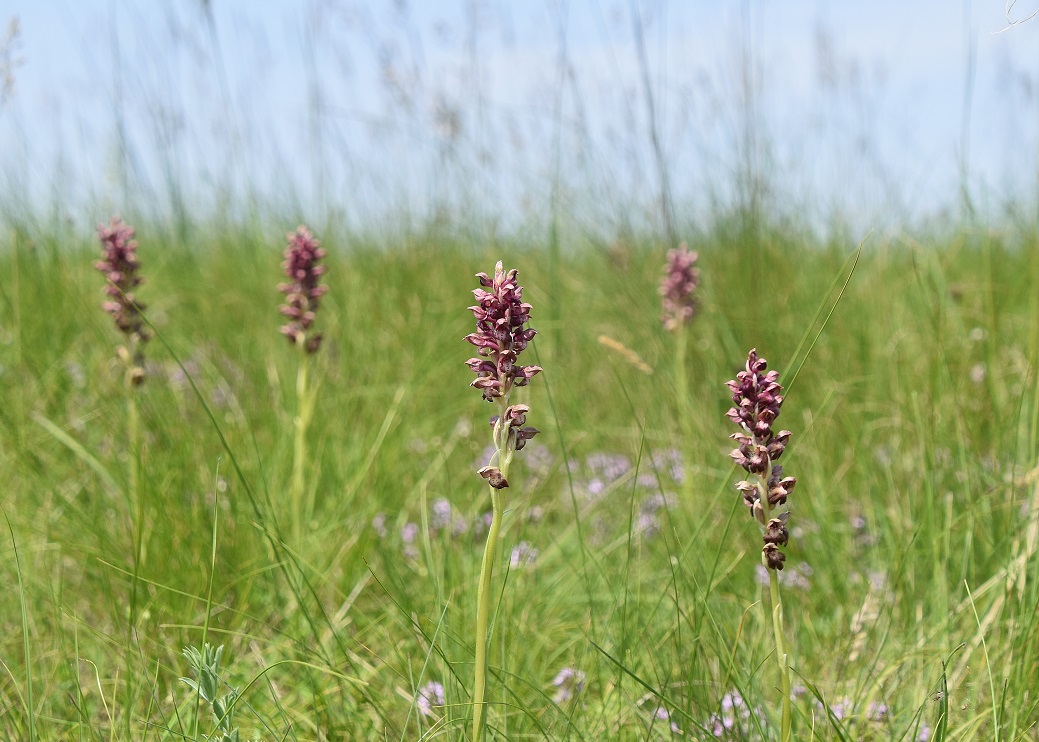 B a.d. L - 29052023 - (58) - Anacamptis coriophora - Wanzen-Hundswurz.JPG