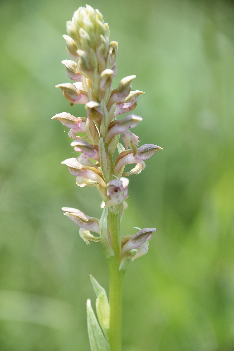 B.a.d.L29052023 - (25) - Anacamptis coriophora - Wanzen-Hundswurz.JPG