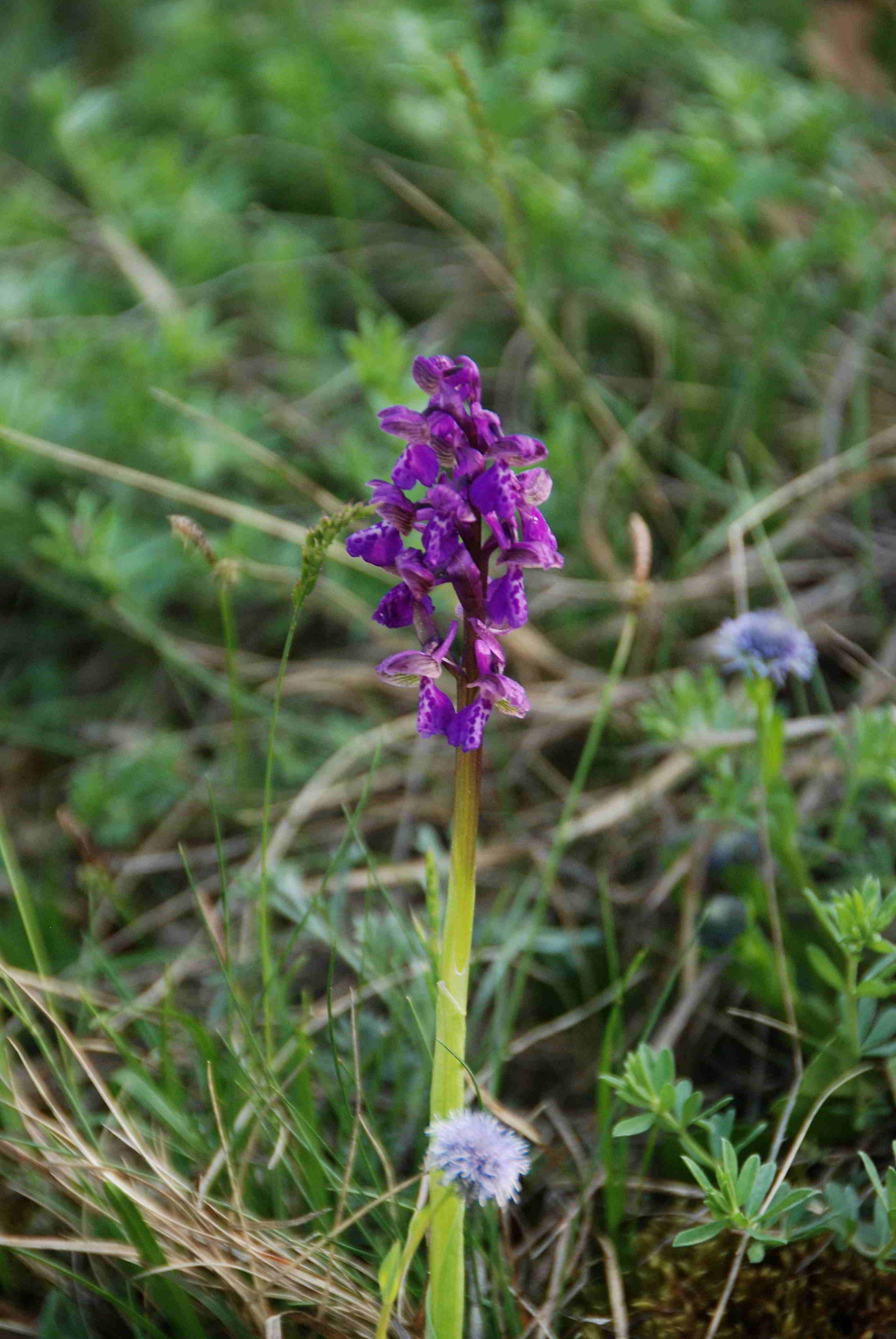 Siegendorf-28042018-(3) - Anacamptis morio - Klein-Hundswurz.JPG