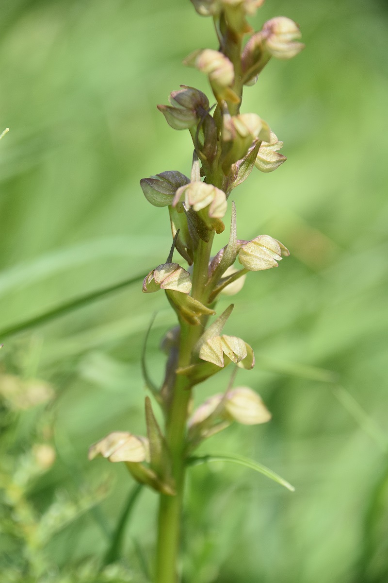 B a.d.L - 29052023 - (55) - Dactylorhiza viridis - Hohlzunge.JPG