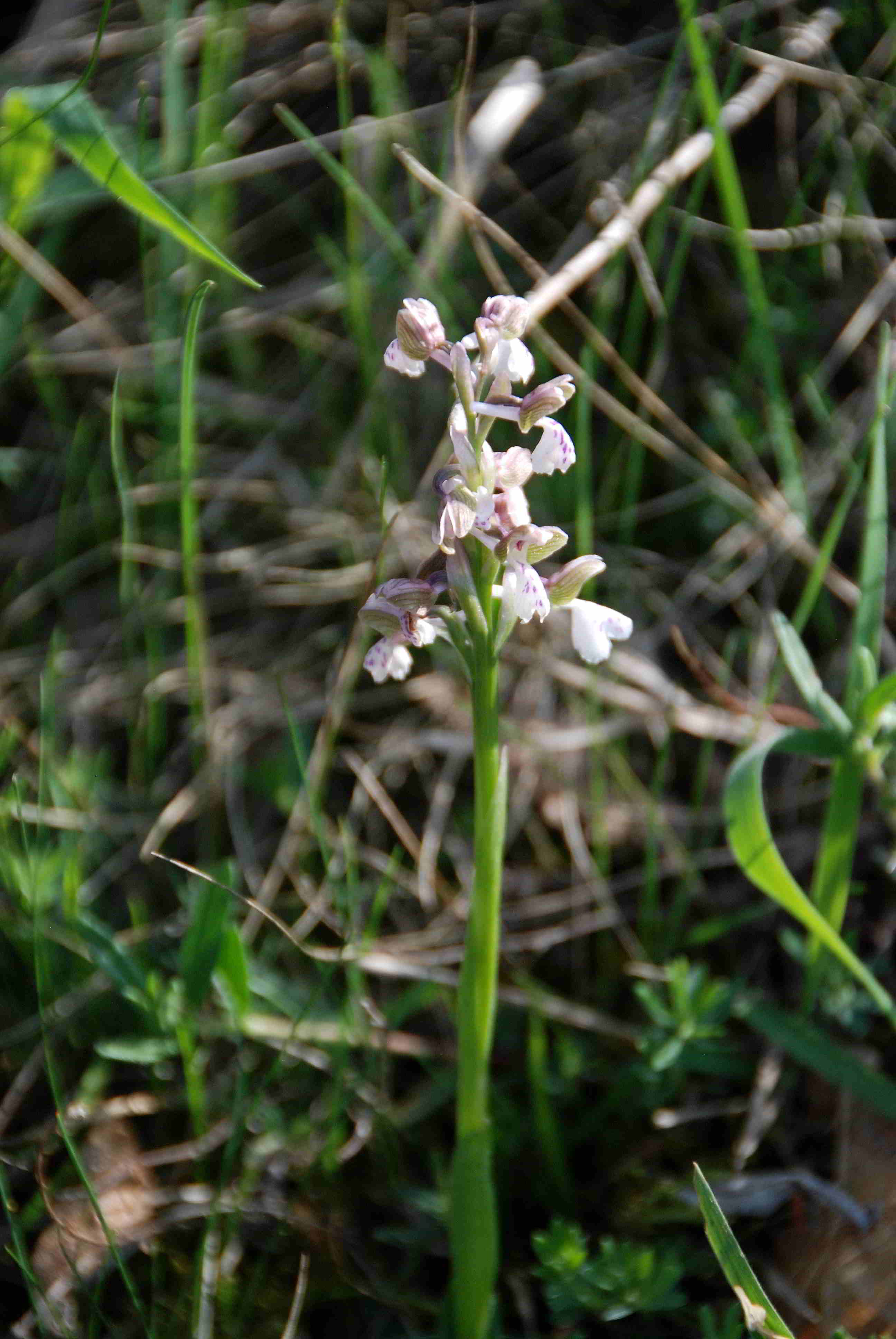 Siegendorf-28042018-(4) - Anacamptis morio - Klein-Hundswurz.JPG