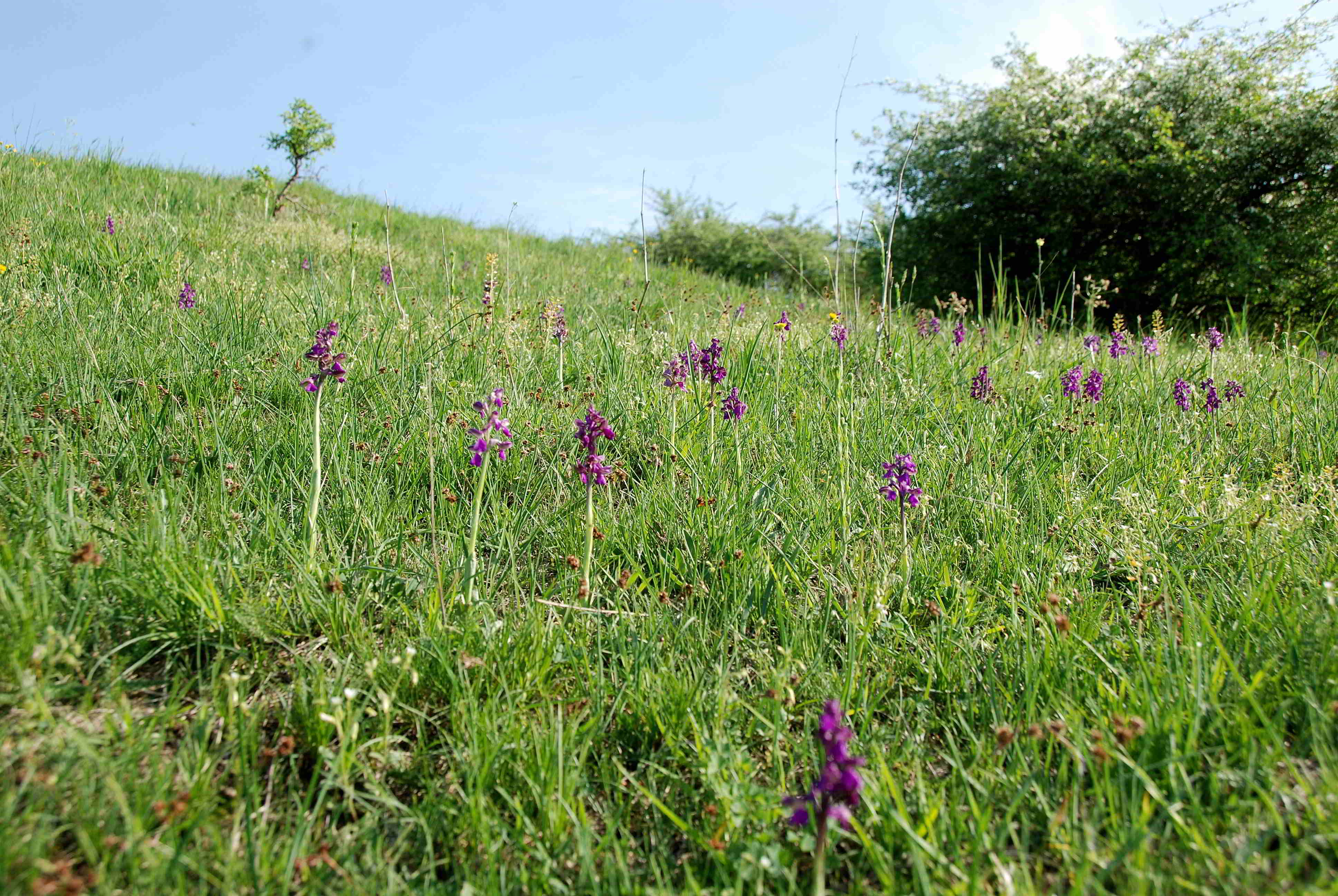 Siegendorf-28042018-(5) - Anacamptis morio - Klein-Hundswurz.JPG