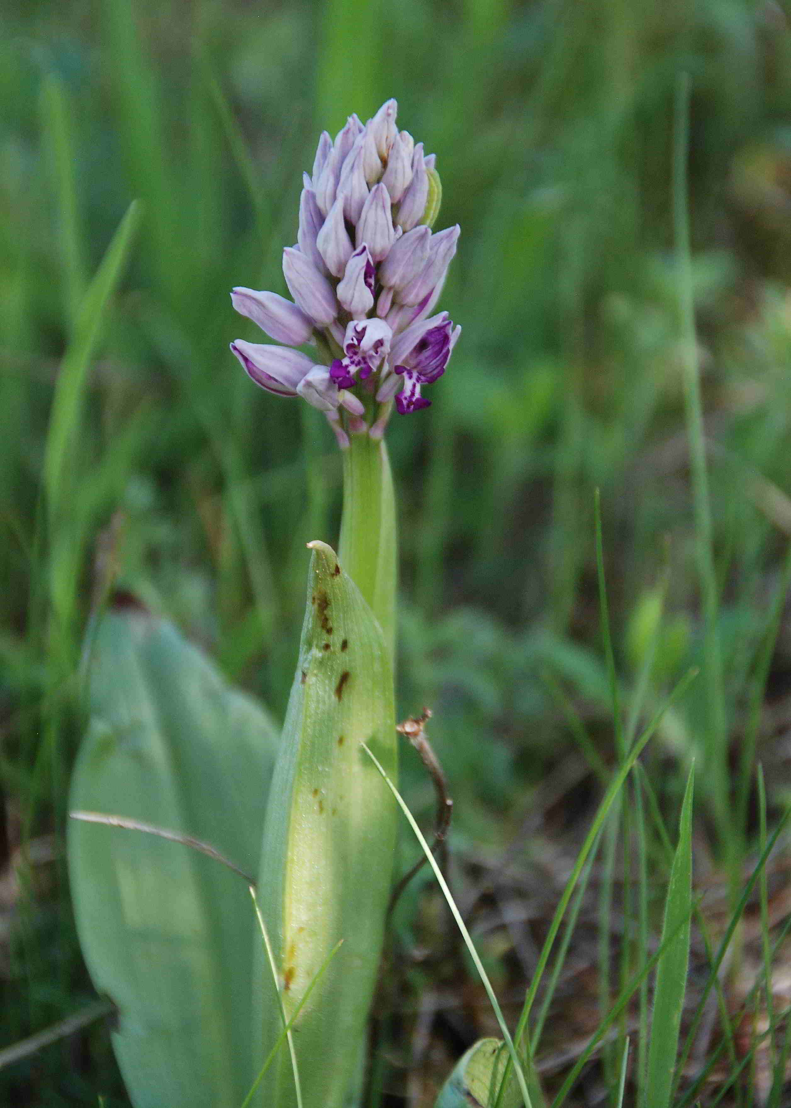 Siegendorf-28042018-(7) - Orchis militaris - Helm-Knabenkraut.JPG