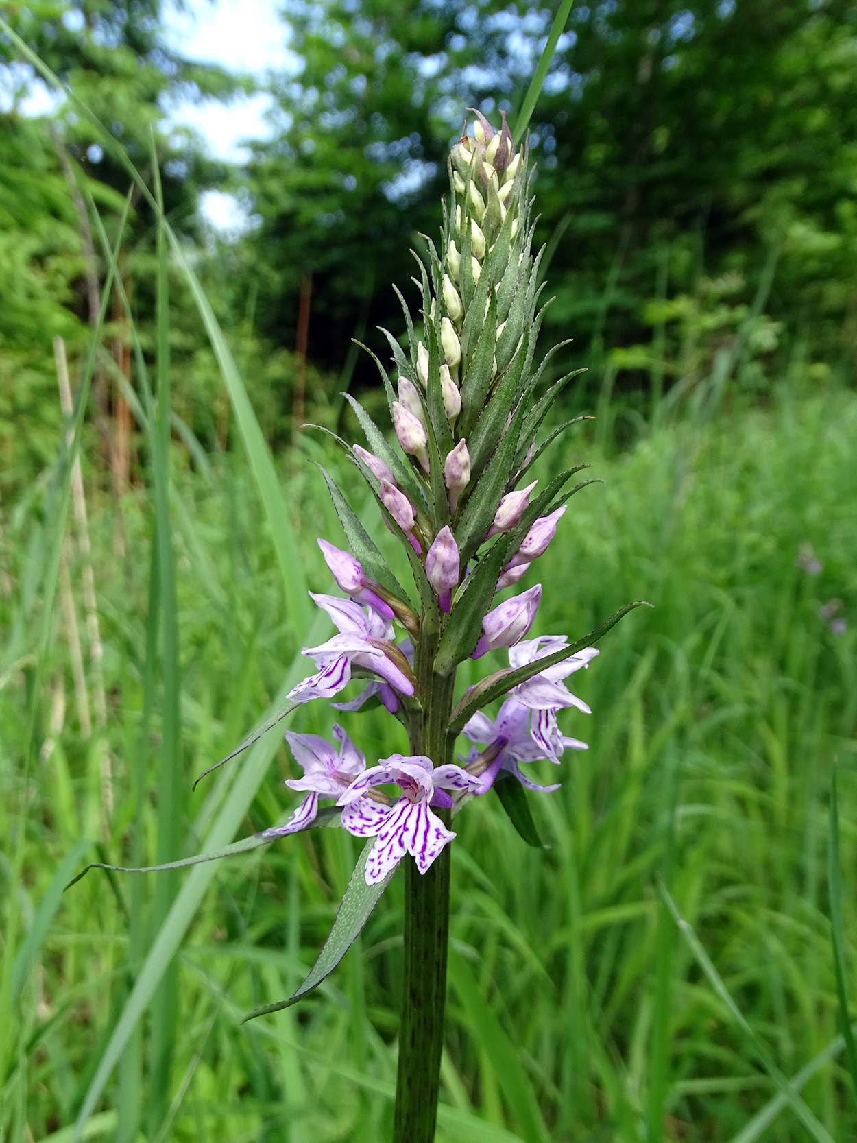 Dactylorhiza fuchsii_radegund.jpg